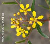 Heteropterys glabra, Heteropterys angustifolia, Mariposa, Red Wing

Click to see full-size image