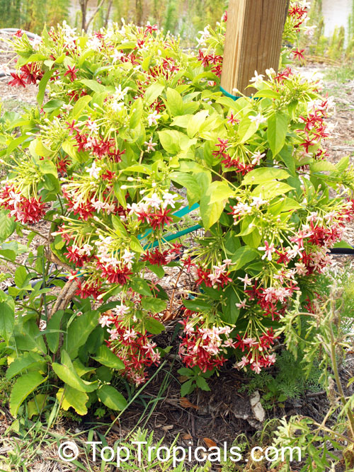 Quisqualis hybrid Thailand, Thai Double Flower Rangoon Creeper