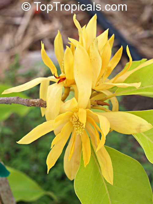 Magnolia x alba 'Golden' (Champaa Thong), Golden Magnolia, Champaa Thong, Golden Michelia, Michelia alba 'Golden'