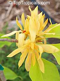 Magnolia x alba 'Golden' (Champaa Thong), Golden Magnolia, Champaa Thong, Golden Michelia, Michelia alba 'Golden'

Click to see full-size image