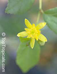 Grewia vernicosa, Raisin Bush

Click to see full-size image