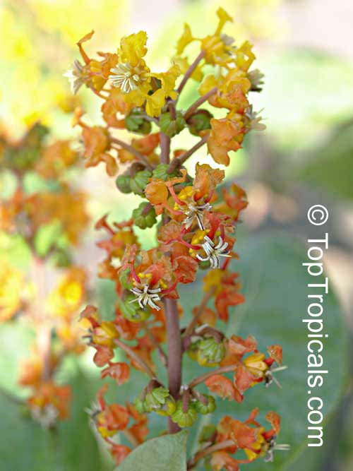 Byrsonima crassifolia, Malpighia crassifolia, Nancy Tree, Golden Spoon, Nance