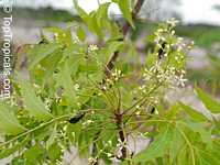 Azadirachta indica, Antelaea azadirachta, Neem tree, Nim, Margosa Tree, Vepa, Nimbay, Yepa, Pichumarda

Click to see full-size image