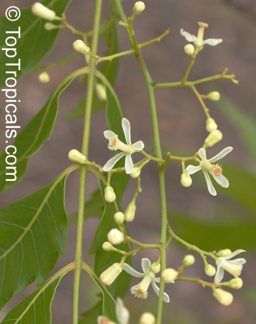 Azadirachta indica, Antelaea azadirachta, Neem tree, Nim, Margosa Tree, Vepa, Nimbay, Yepa, Pichumarda