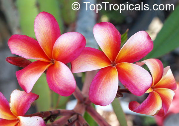 Plumeria Pink Jaopraya (105), Pearl of the Day, grafted