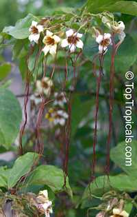 Strophanthus preussii, Medusa-Flower, Poison Arrow Vine, Spider Tresses, Poison Dart Vine

Click to see full-size image