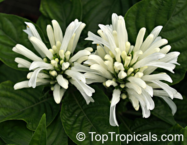 Justicia carnea Alba - White Brazilian Plume Flower