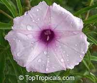 Ipomoea platensis, Ipomoea platense, Ipomoea lineariloba, Plata Ipomoea, Caudiciform Morning Glory

Click to see full-size image
