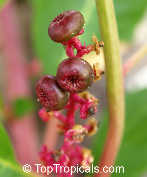 Phytolacca sp., Pokeweed