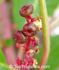 Phytolacca sp., Pokeweed

Click to see full-size image