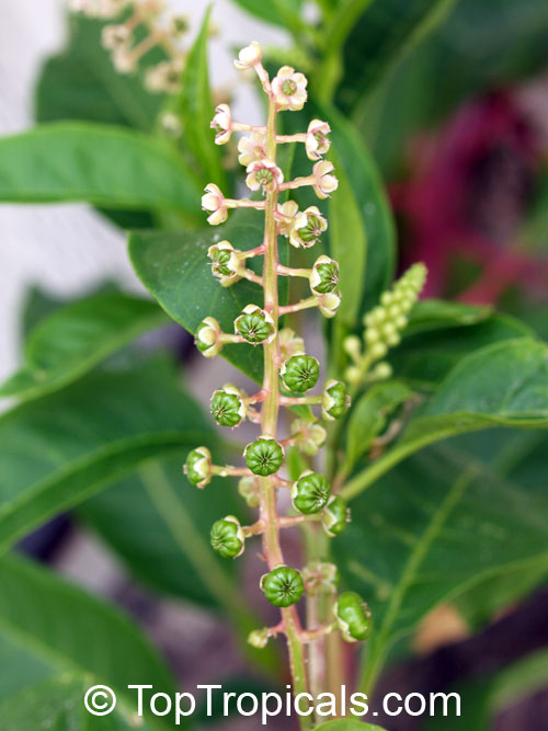 Phytolacca sp., Pokeweed