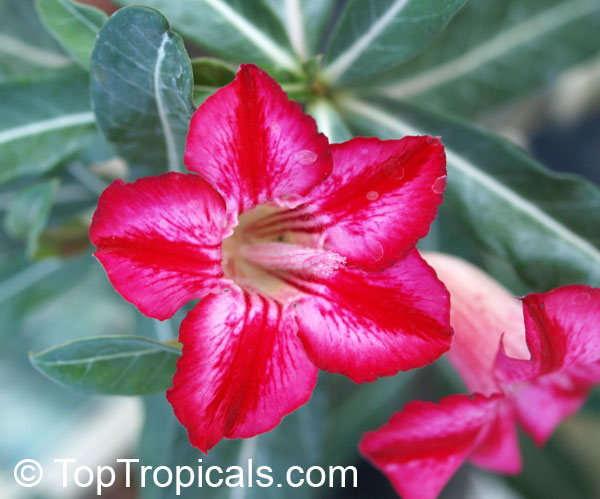 Adenium obesum, Desert Rose, Impala Lily. Adenium obesum 'Star of West'