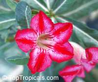 Adenium obesum, Desert Rose, Impala Lily

Click to see full-size image