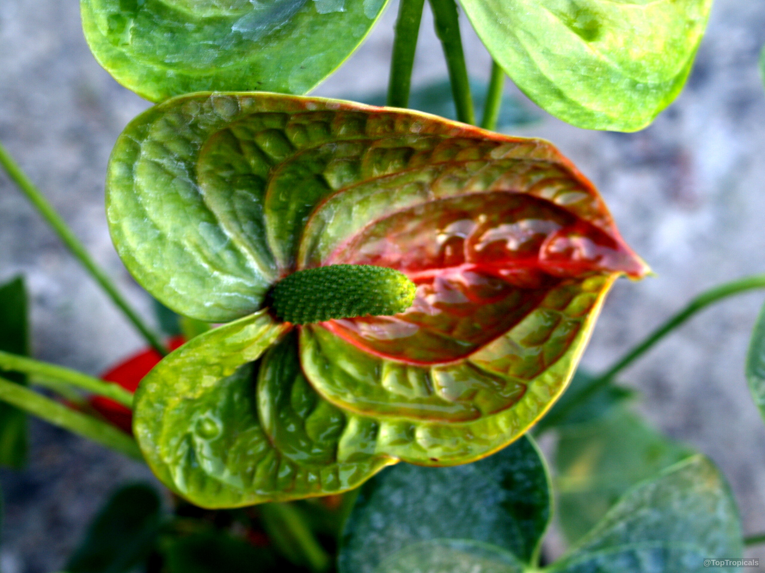 Anthurium andraeanum (Flamingo Flower) with waxy green and red surface textures. Anthurium andraeanum (Flamingo Flower) green and red heart-shaped flower close up