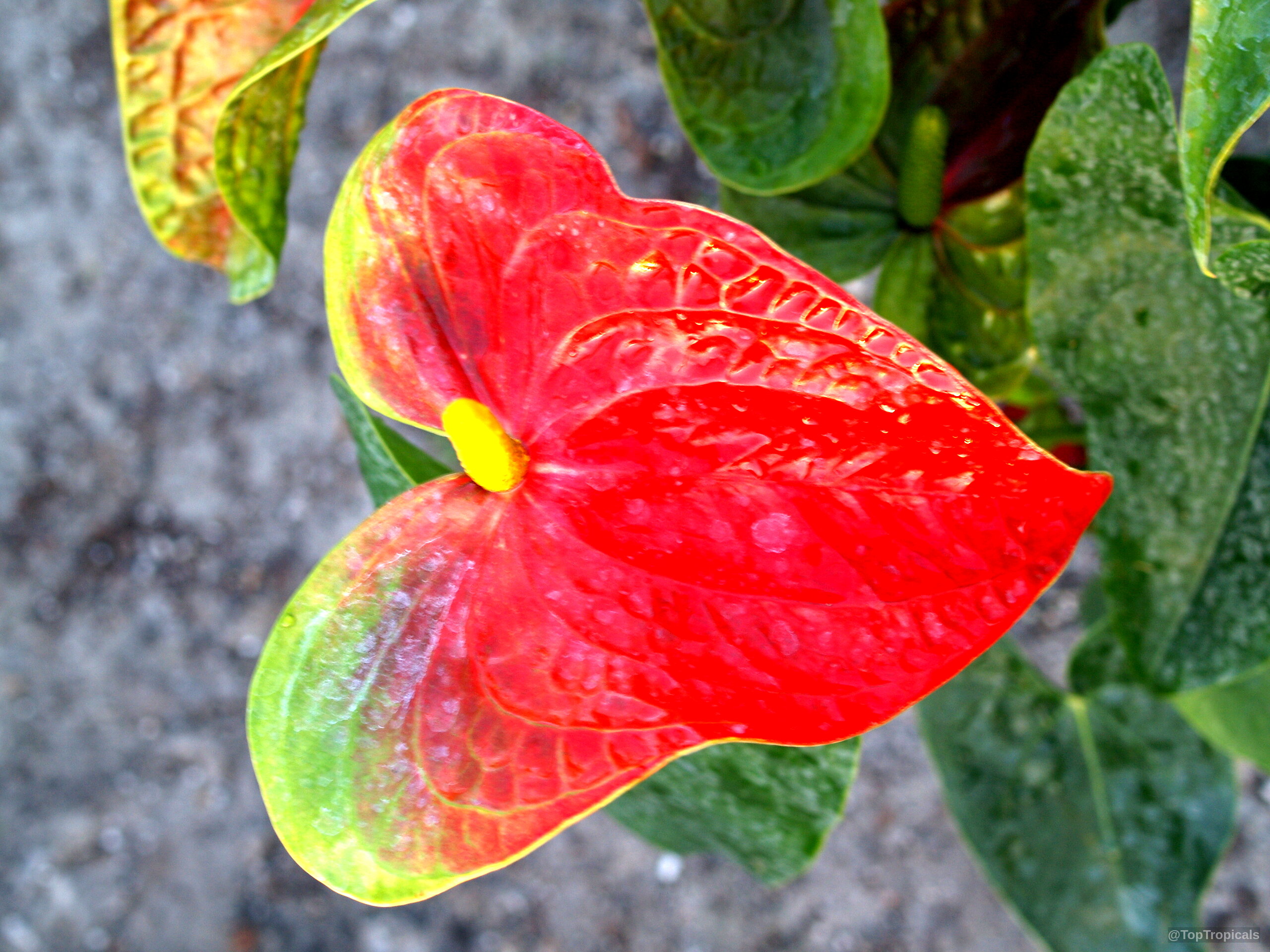 Anthurium andraeanum (Flamingo Flower) red waxy heart-shaped flower with yellow center Anthurium andraeanum (Flamingo Flower) red waxy heart-shaped flower close up