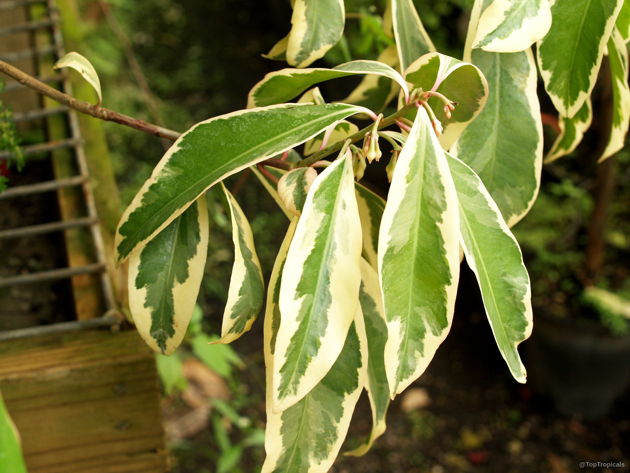 Ardisia sp. (Ardisia) displaying elongated leaves with green centers and creamy white edges. Ardisia sp. (Ardisia) green and white leaves on a branch close up