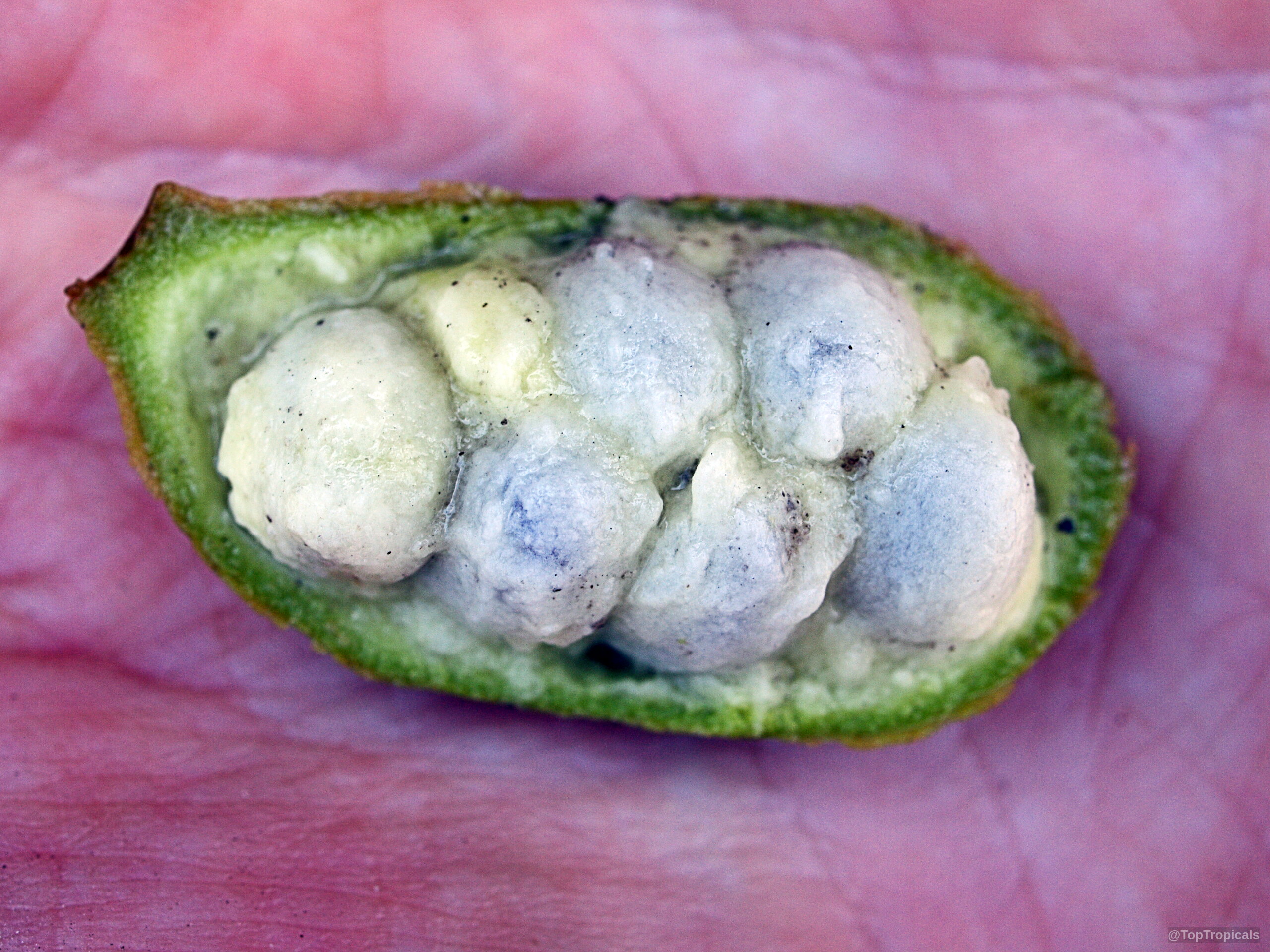 Asimina reticulata (Netted Pawpaw) fruit interior showing white pulp and seeds in a green shell. Asimina reticulata (Netted Pawpaw) green fruit interior close up with white pulpy seed segments.