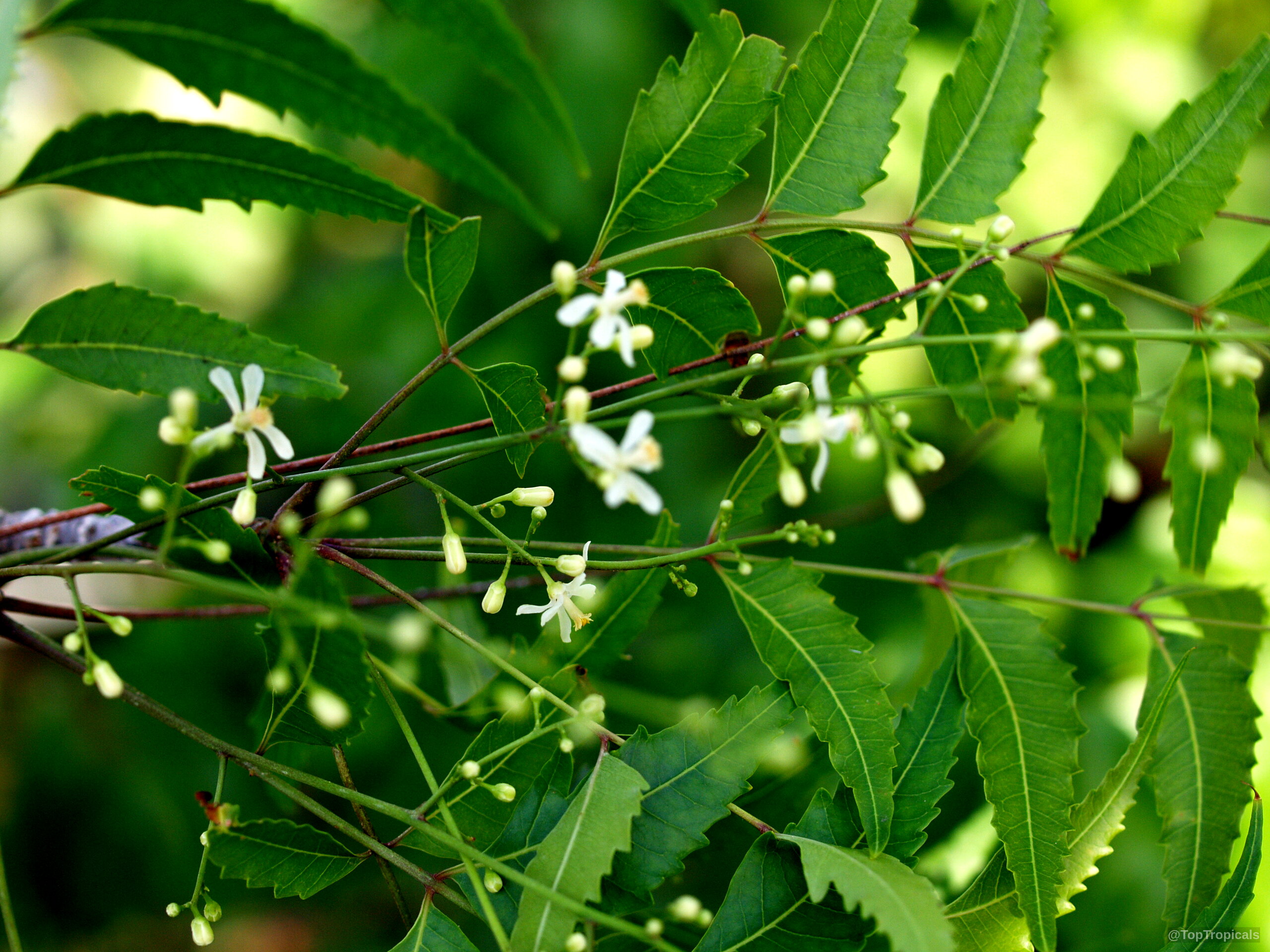 Azadirachta indica (Neem tree) green foliage with tiny white flowers growing on thin delicate stems. Azadirachta indica (Neem tree) green leaves with small white flowers in close up view.
