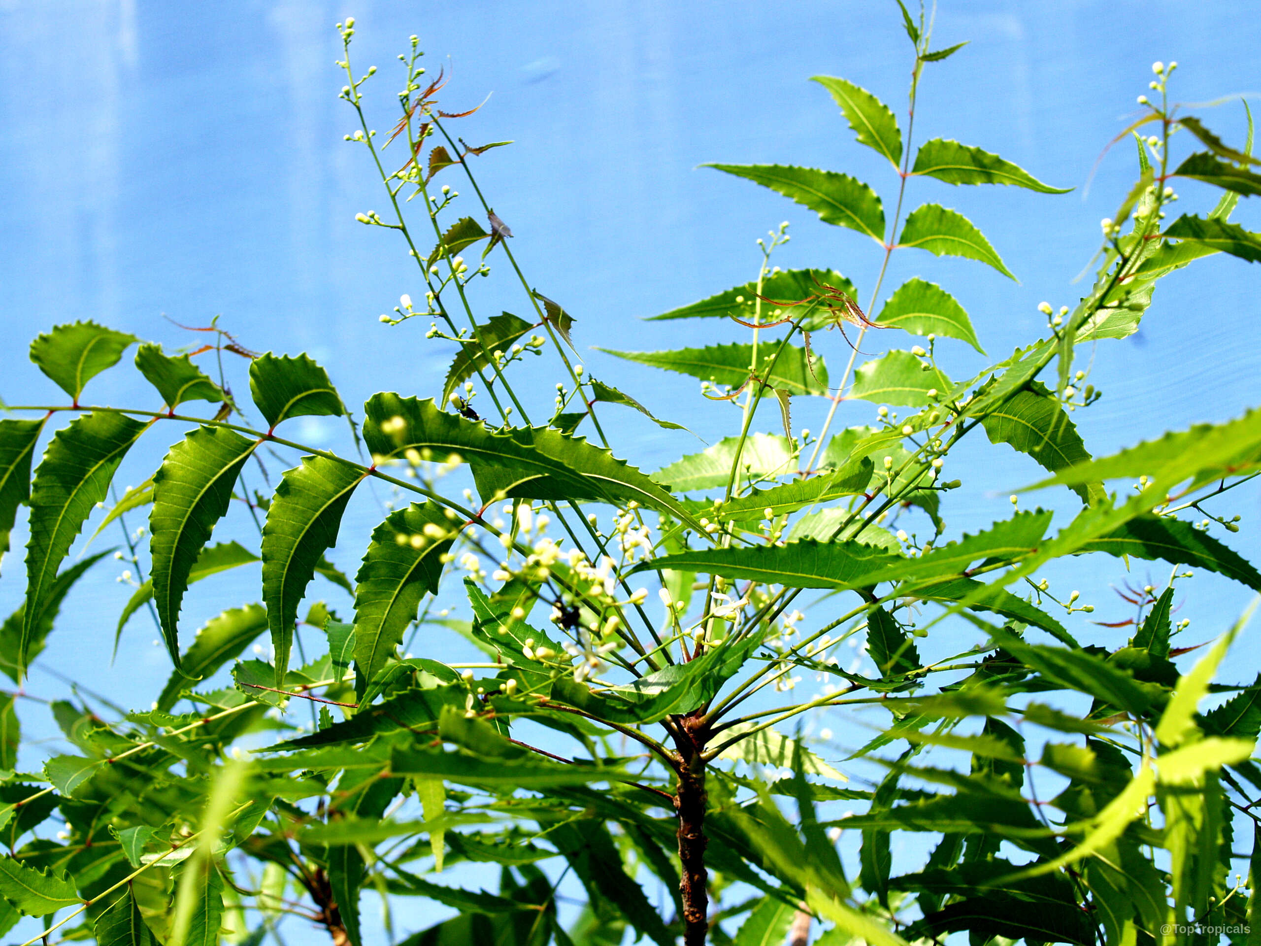 Azadirachta indica (Neem tree) branches carry serrated green leaves plus clusters of white flower buds. Azadirachta indica (Neem tree) green leaves with tiny white flower buds close up shot.