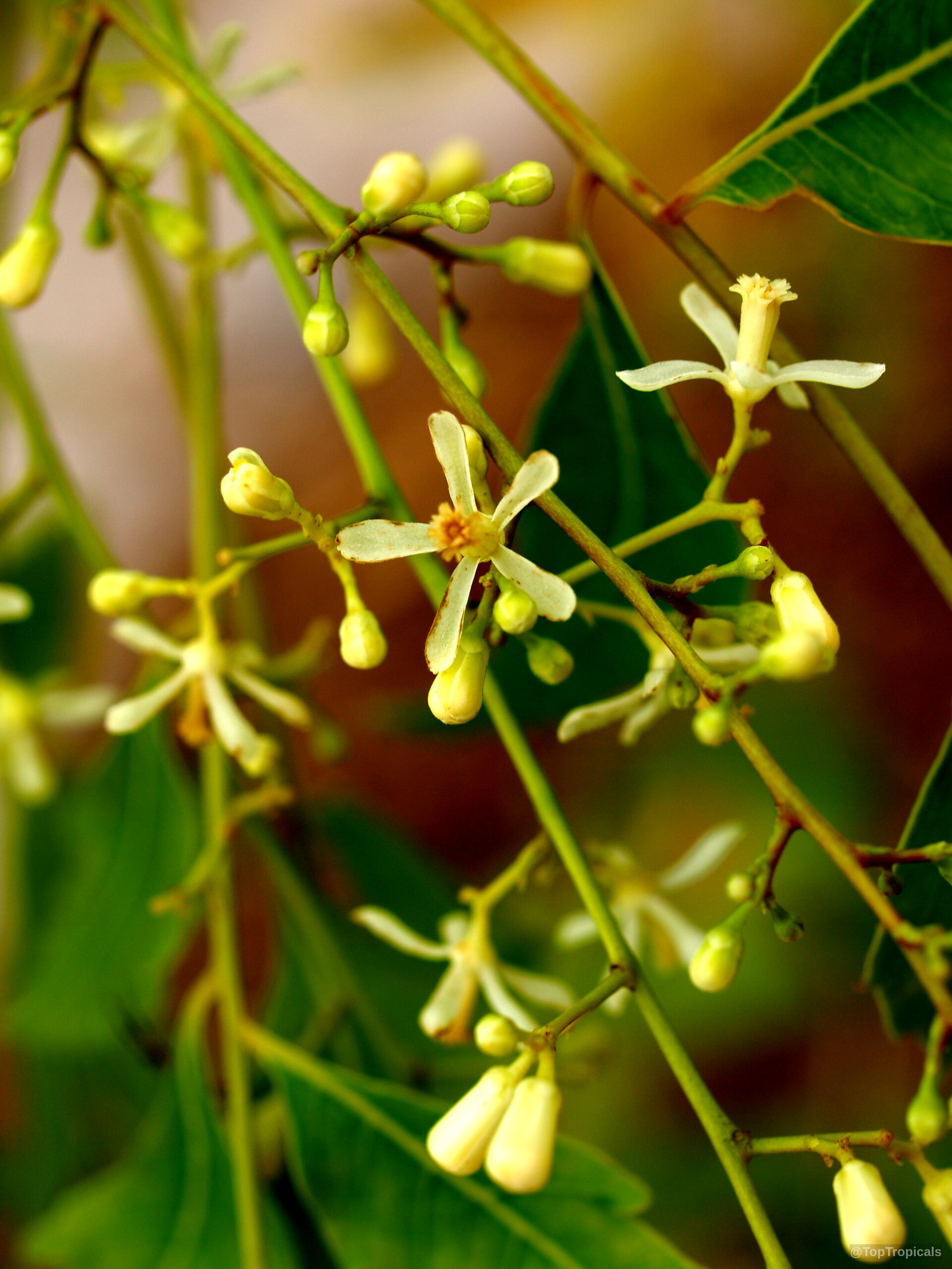 Azadirachta indica (Neem tree) white flower clusters with small round buds and green stems Azadirachta indica (Neem tree) white flower close up on a green branch with buds
