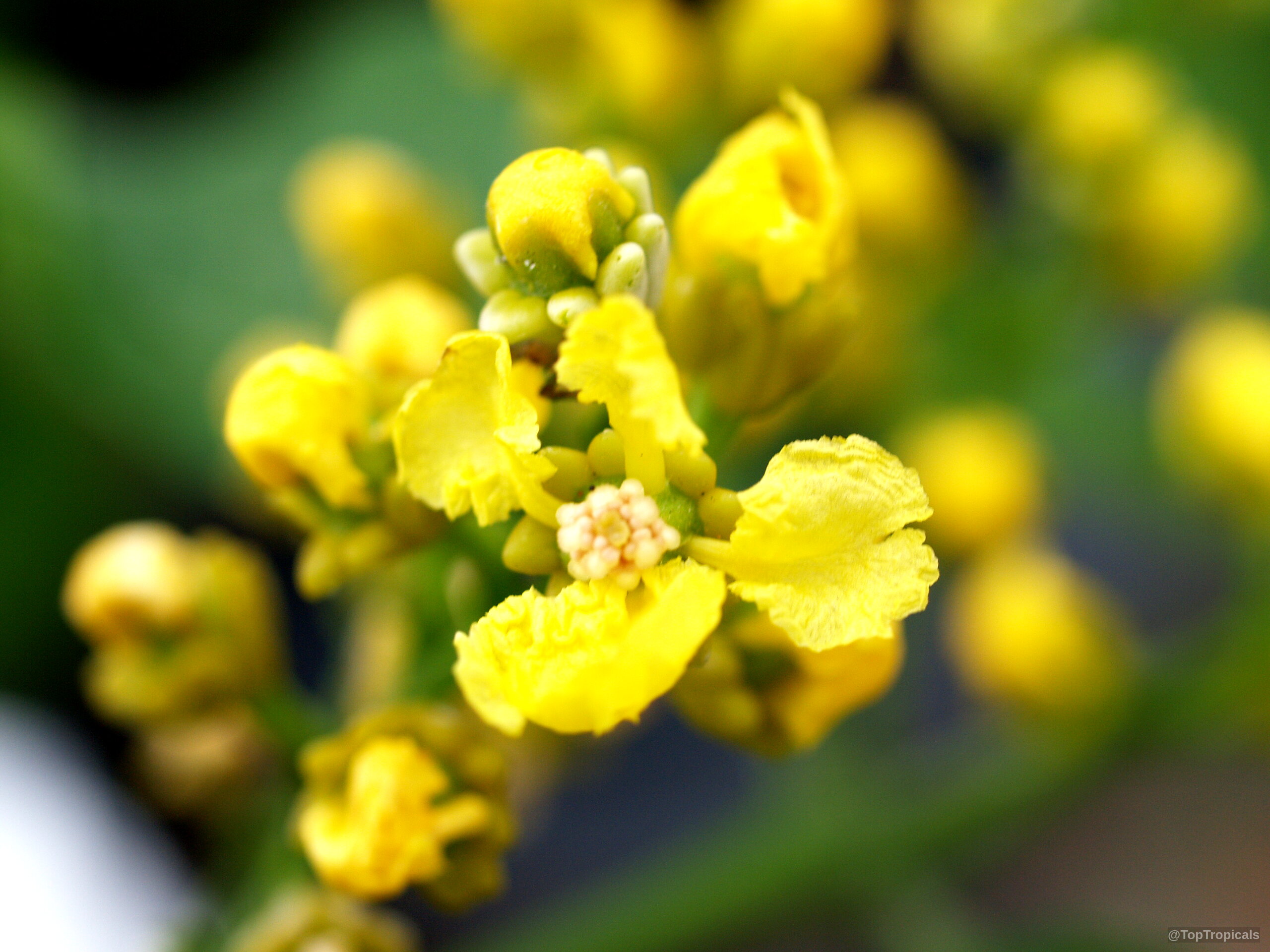 Bunchosia argentea (Peanut Butter Fruit Tree) yellow flower clusters during the early stages of development. Bunchosia argentea (Peanut Butter Fruit Tree) yellow flower, close up of delicate petals.