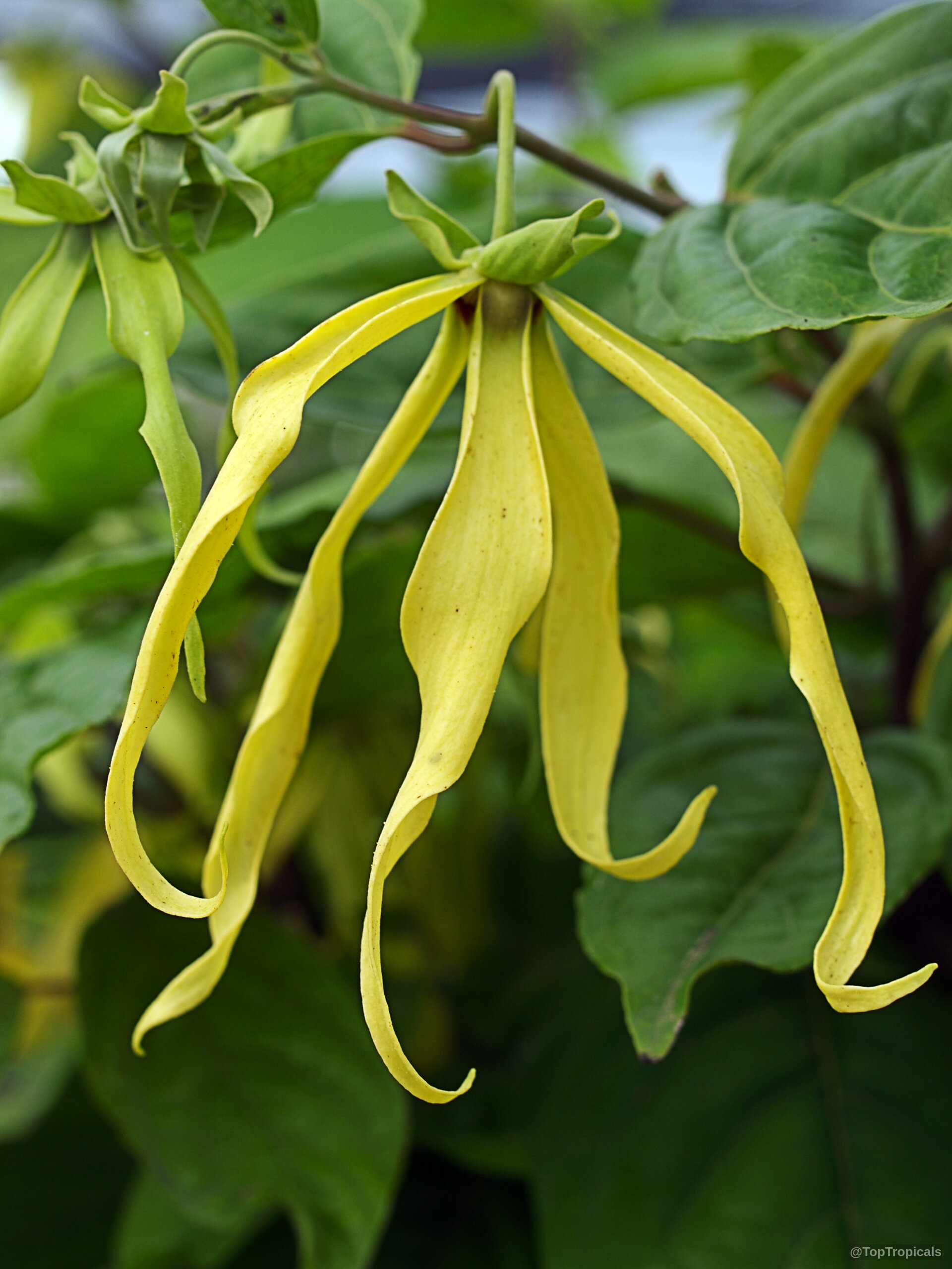 Cananga fruticosa (Dwarf Ylang-Ylang) yellow flower with slender petals against lush green foliage Cananga fruticosa (Dwarf Ylang-Ylang) yellow flower close up with slender twisted long petals