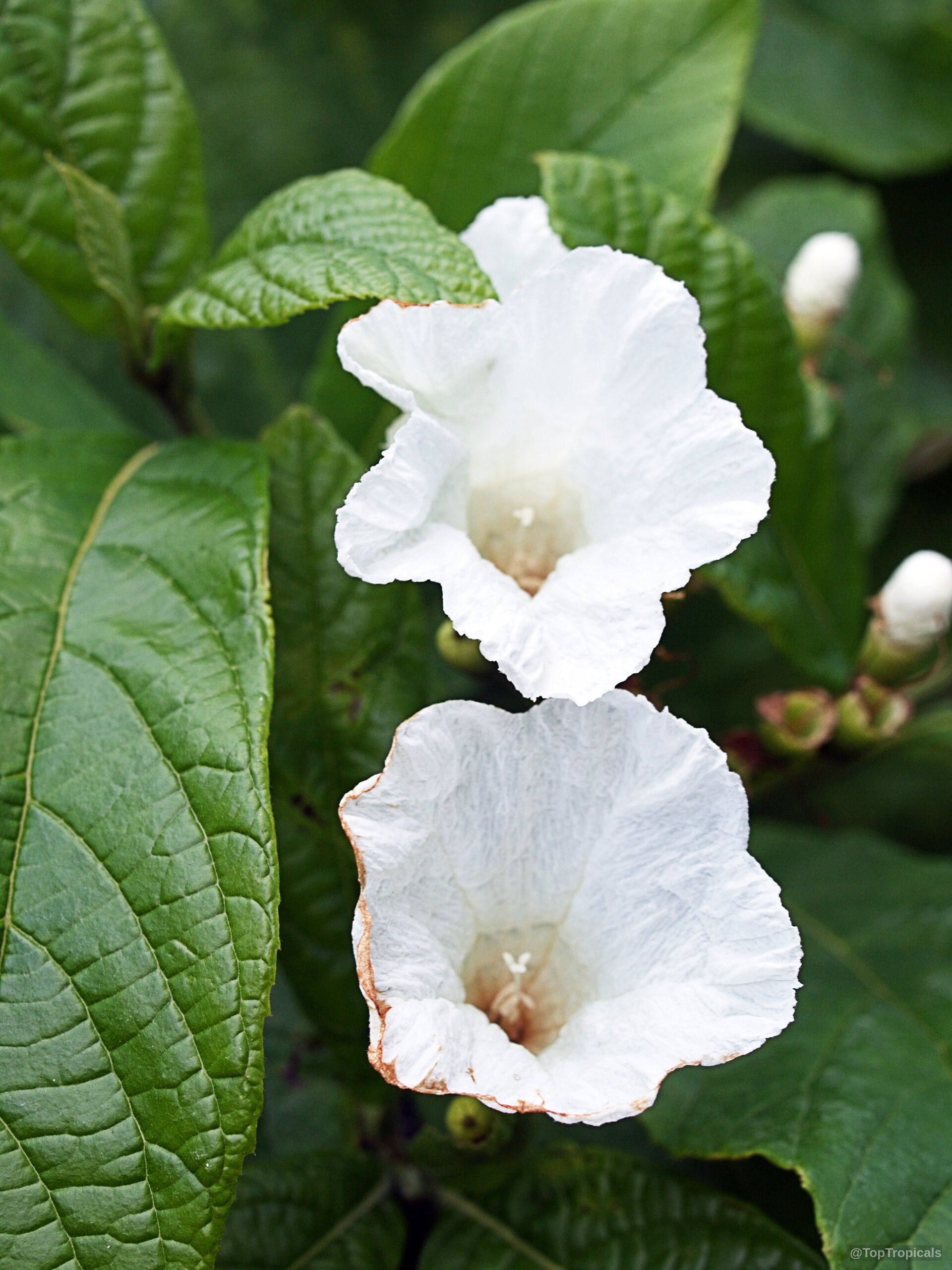 Cordia superba (Brazilian Cordia) flower with white petals and textured green leaves Cordia superba (Brazilian Cordia) white flower close up on green leaves