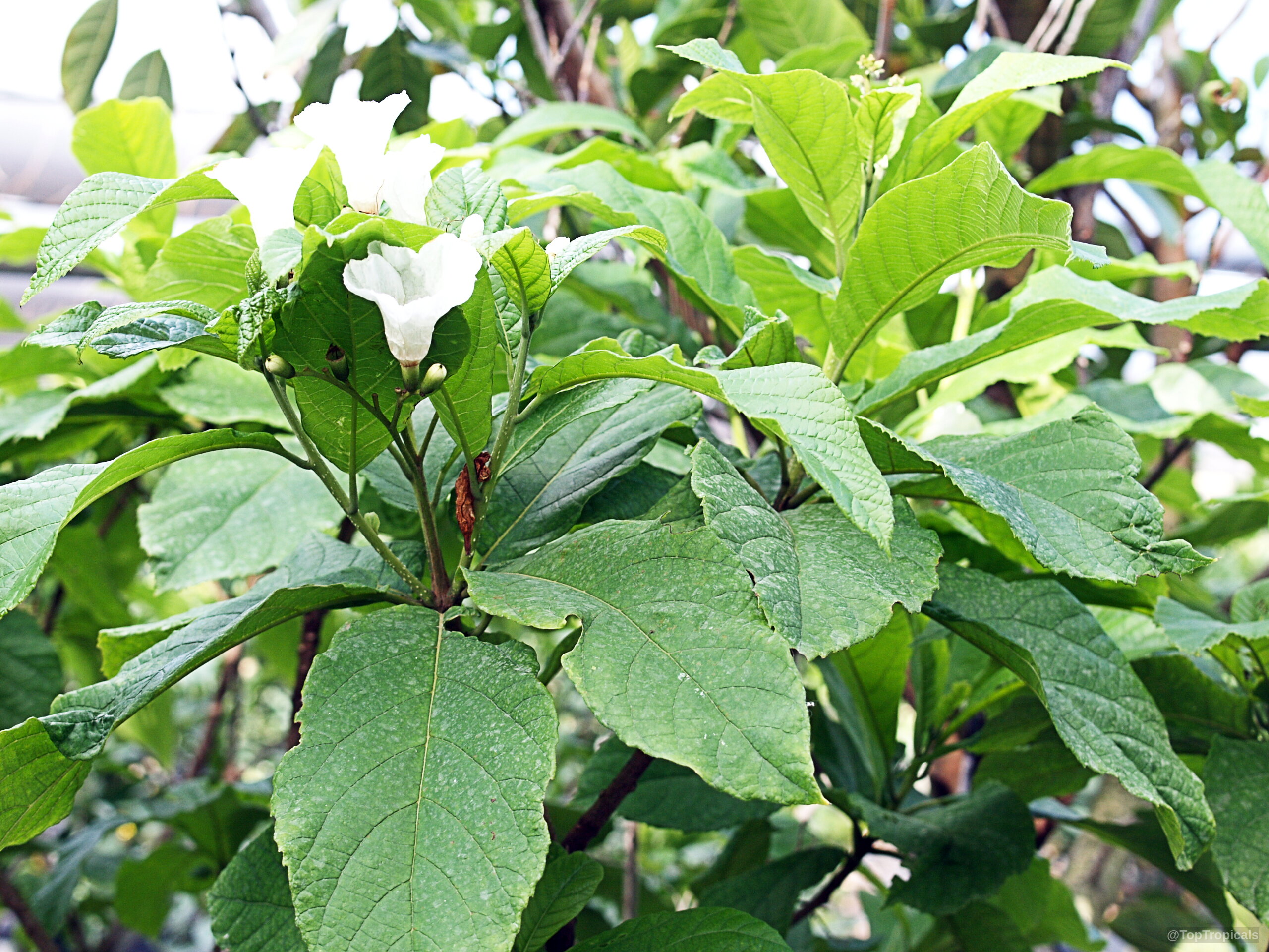 Cordia superba (Brazilian Cordia) flower sitting amidst lush, broad green foliage and textured stems. Cordia superba (Brazilian Cordia) white flower nestled among many green leaves on the plant
