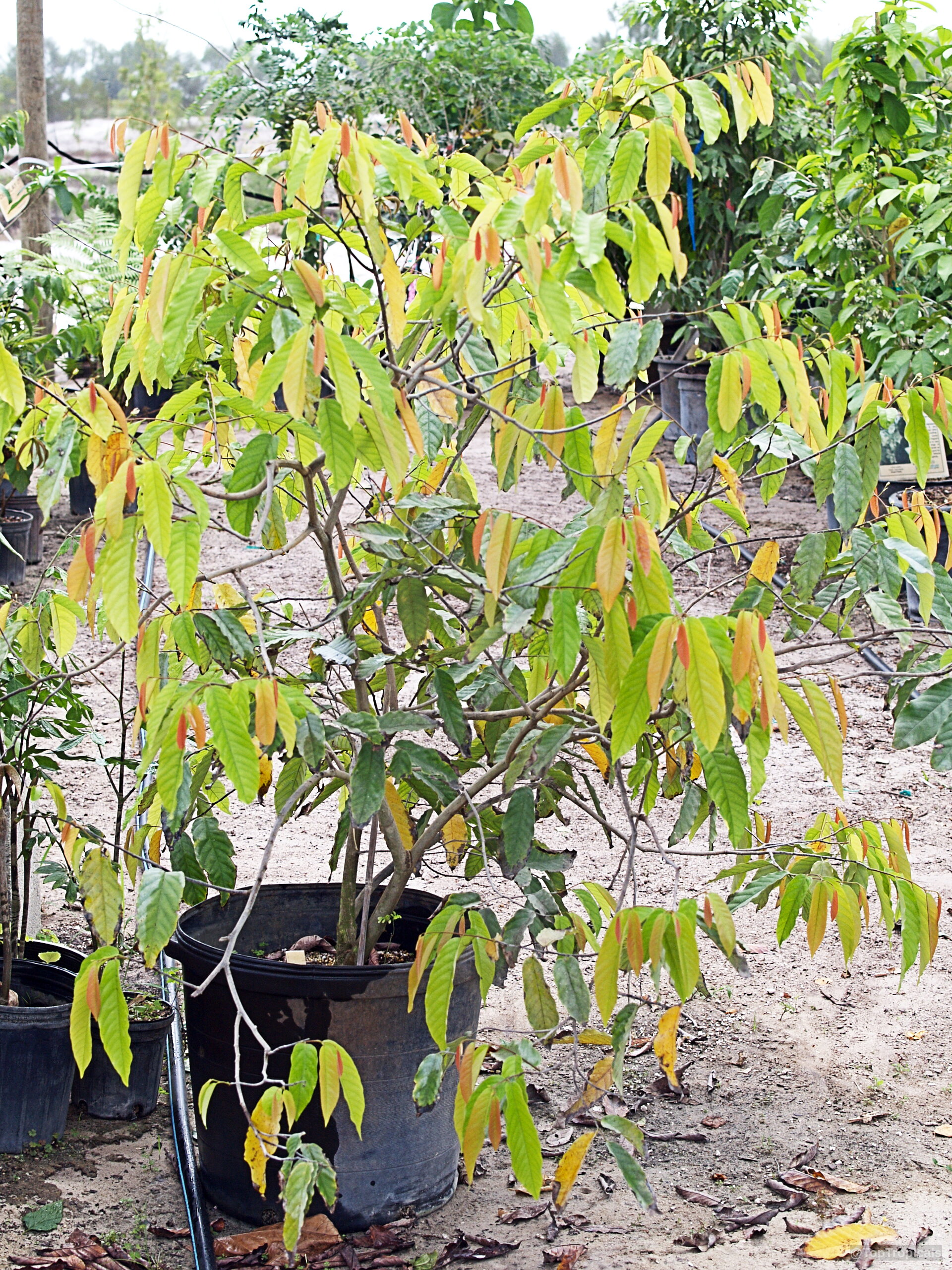 Desmos chinensis (Dwarf Ylang Ylang shrub) with many green and orange leaves in a pot. Desmos chinensis (Dwarf Ylang Ylang shrub) green and orange leaves on a plant.