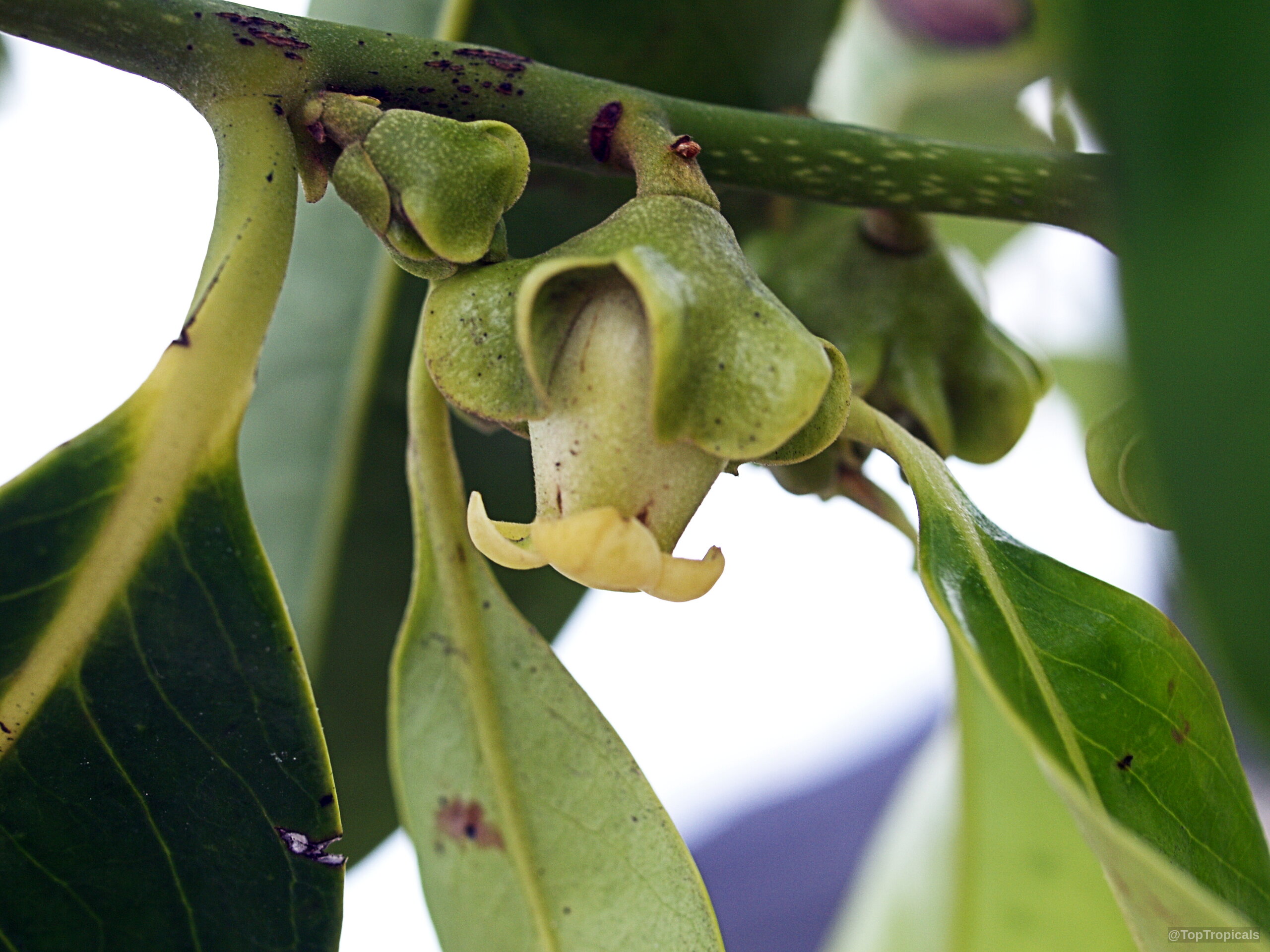 Diospyros nigra (Black Sapote) flower with green petals and yellow tips on a woody stem Diospyros nigra (Black Sapote) green flower close up on a branch with smooth leaves