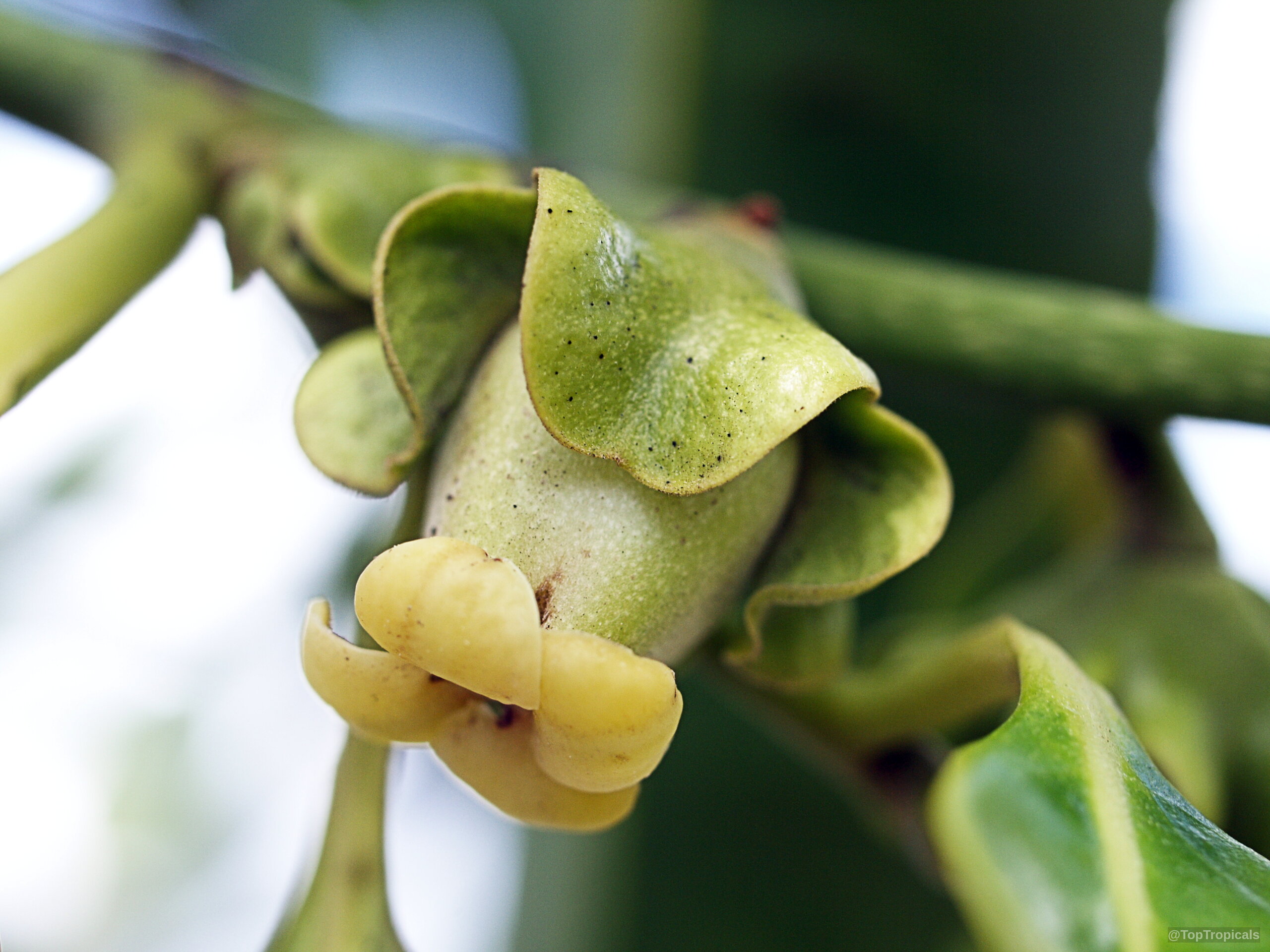 Diospyros nigra (Black Sapote) flower with light green sepals surrounding creamy yellow petals on plant Diospyros nigra (Black Sapote) green flower close up with pale yellow petals on woody stem