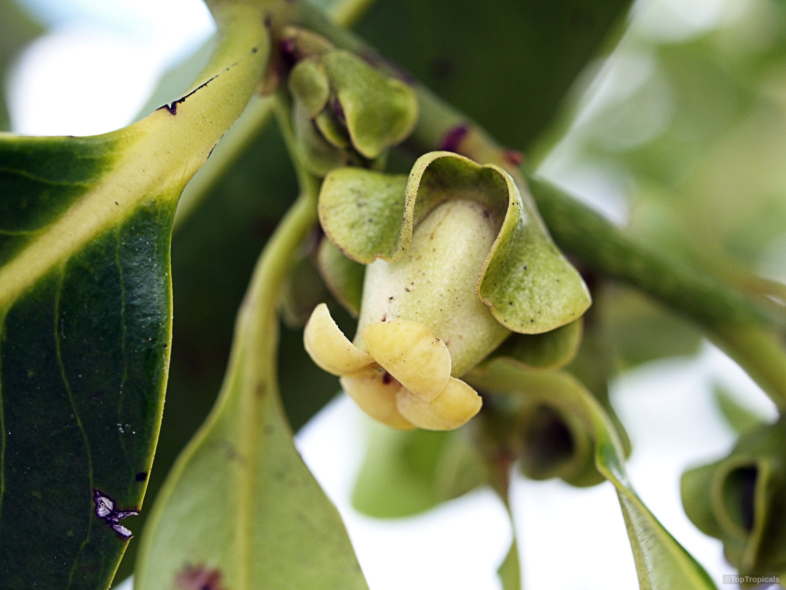 Diospyros nigra (Black Sapote) flower with pale yellow petals sitting within a green leafy base. Diospyros nigra (Black Sapote) pale yellow flower close up with green base on branch