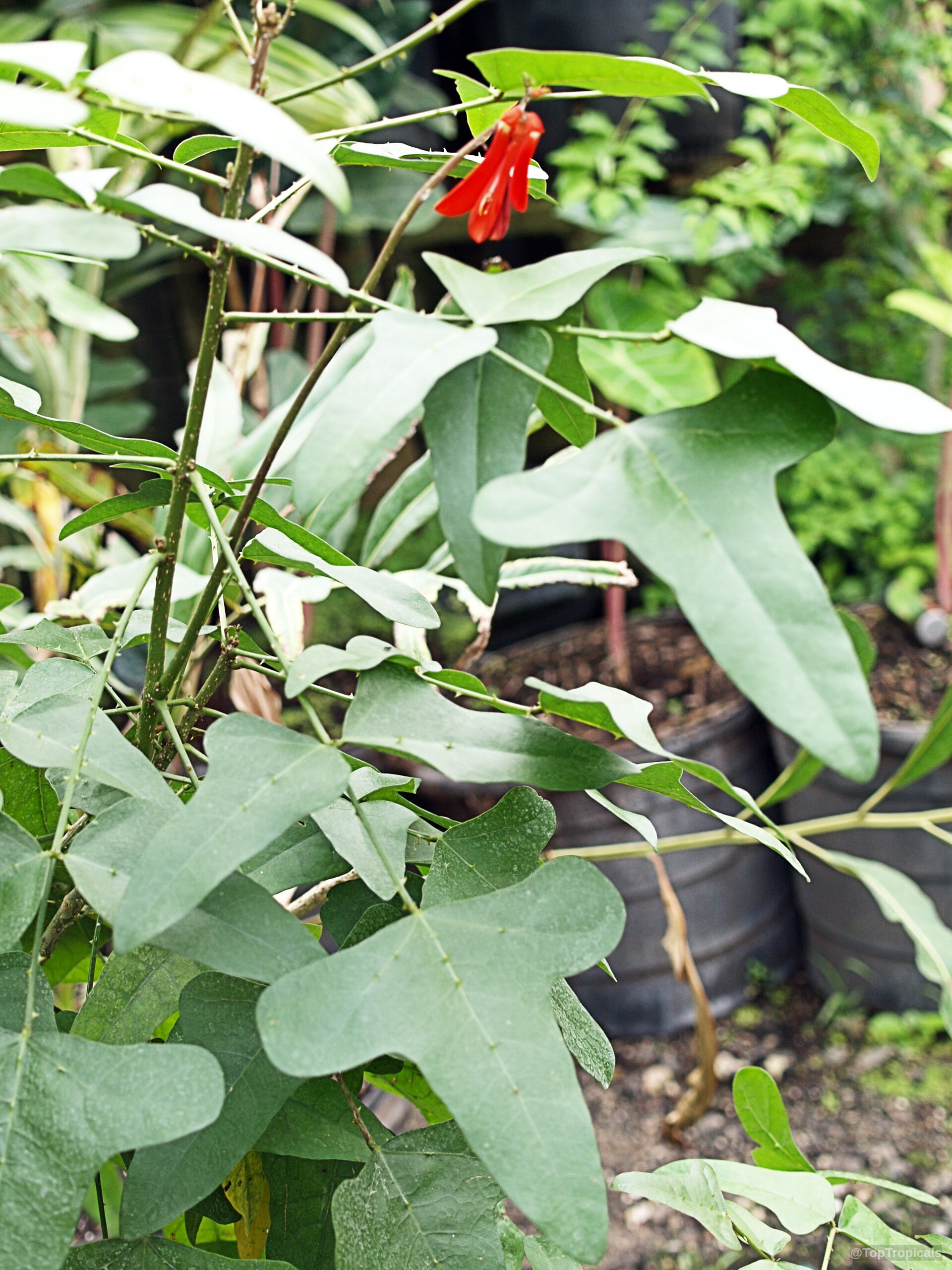 Erythrina sp. (Coral Tree) with long red flower among green trifoliate leaves on a stem Erythrina sp. (Coral Tree) plant with long red flower on thin green stem close up