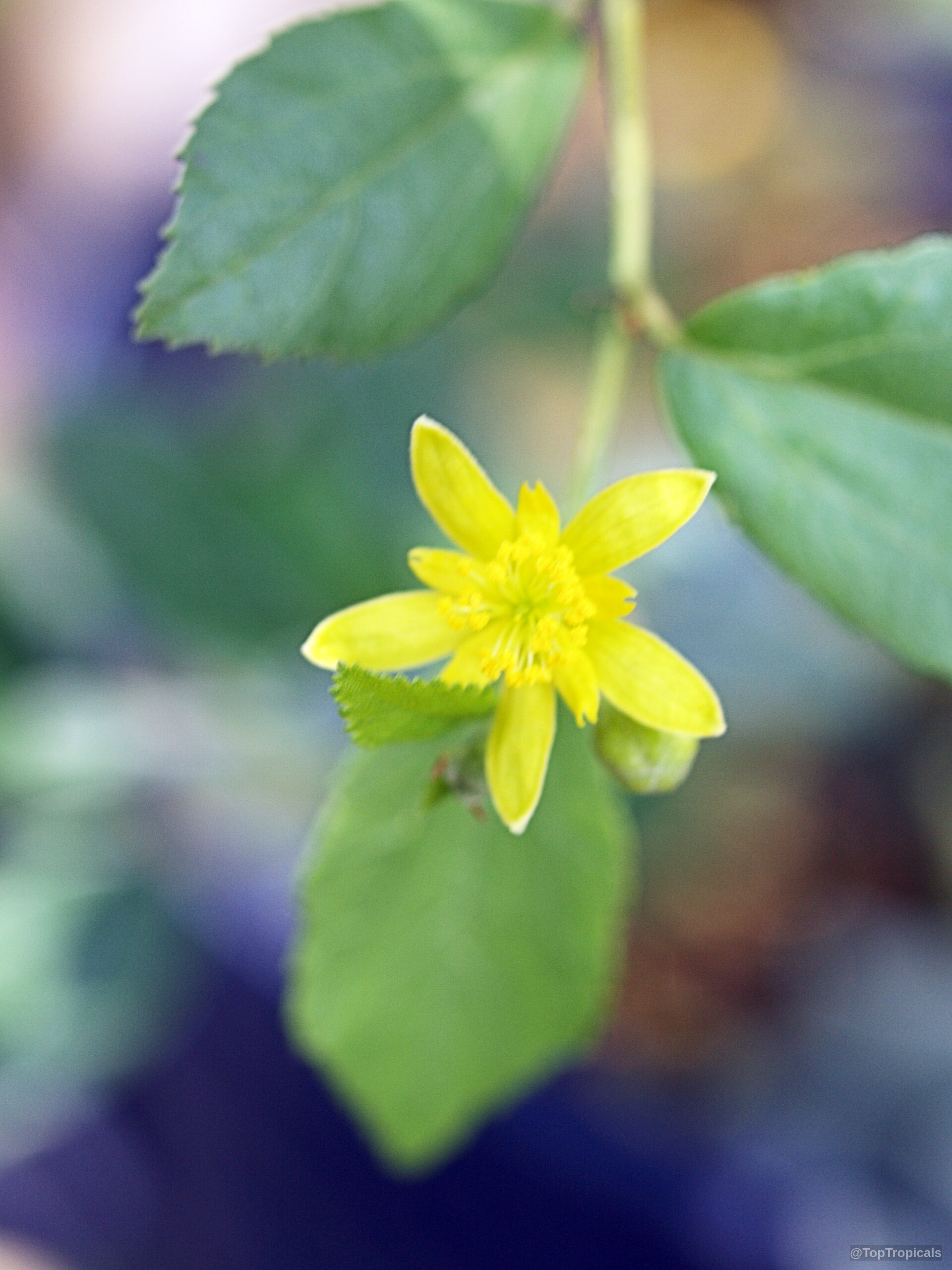 Grewia vernicosa (Raisin Bush) yellow flower with pointed petals nestled among deep green serrated leaves. Grewia vernicosa (Raisin Bush) yellow flower close up with green leaves attached to stem