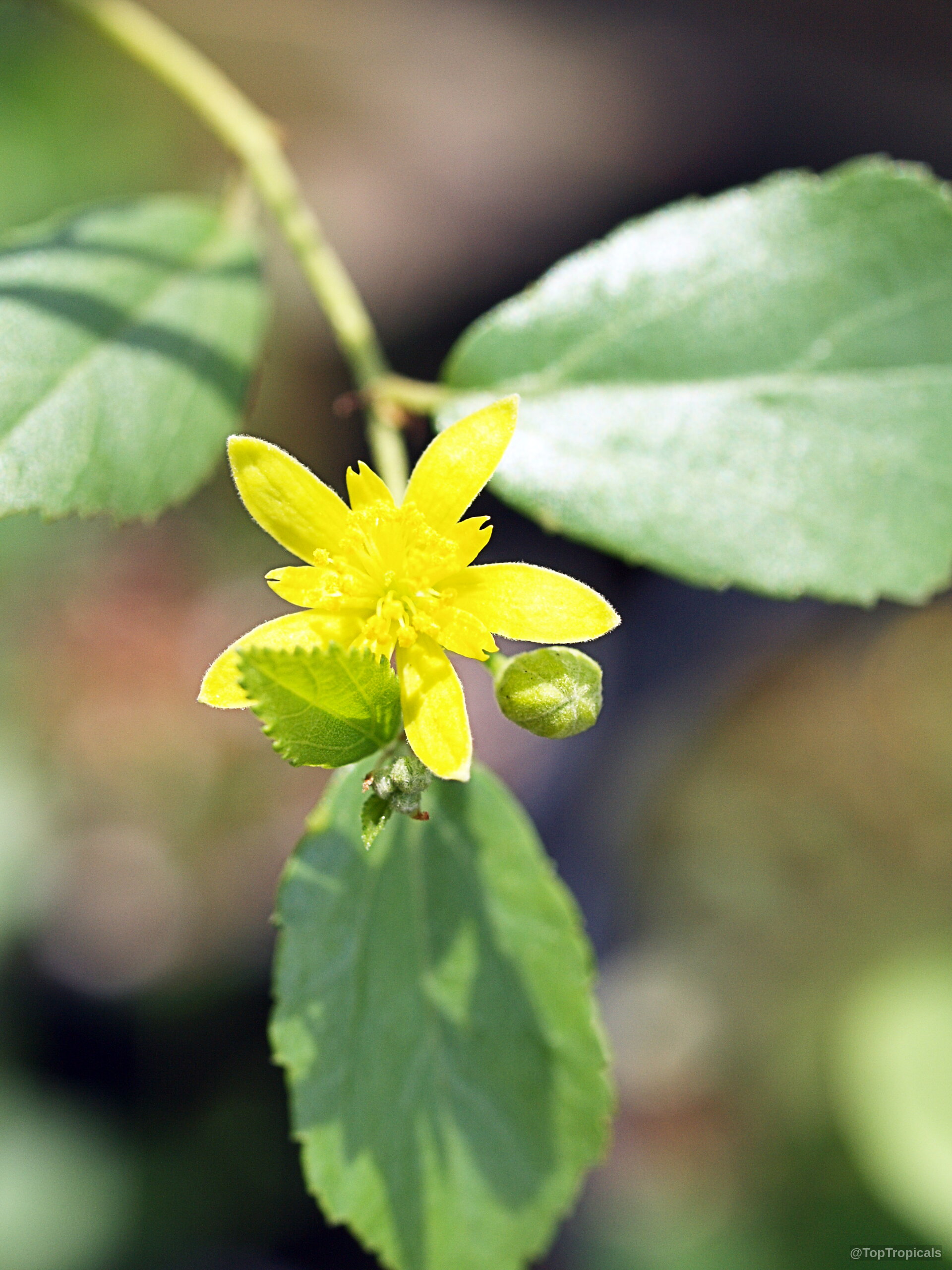 Grewia vernicosa (Raisin Bush) yellow flower with green serrated leaves attached to a slender brown stem Grewia vernicosa (Raisin Bush) yellow flower close up with green leaves on a thin branch