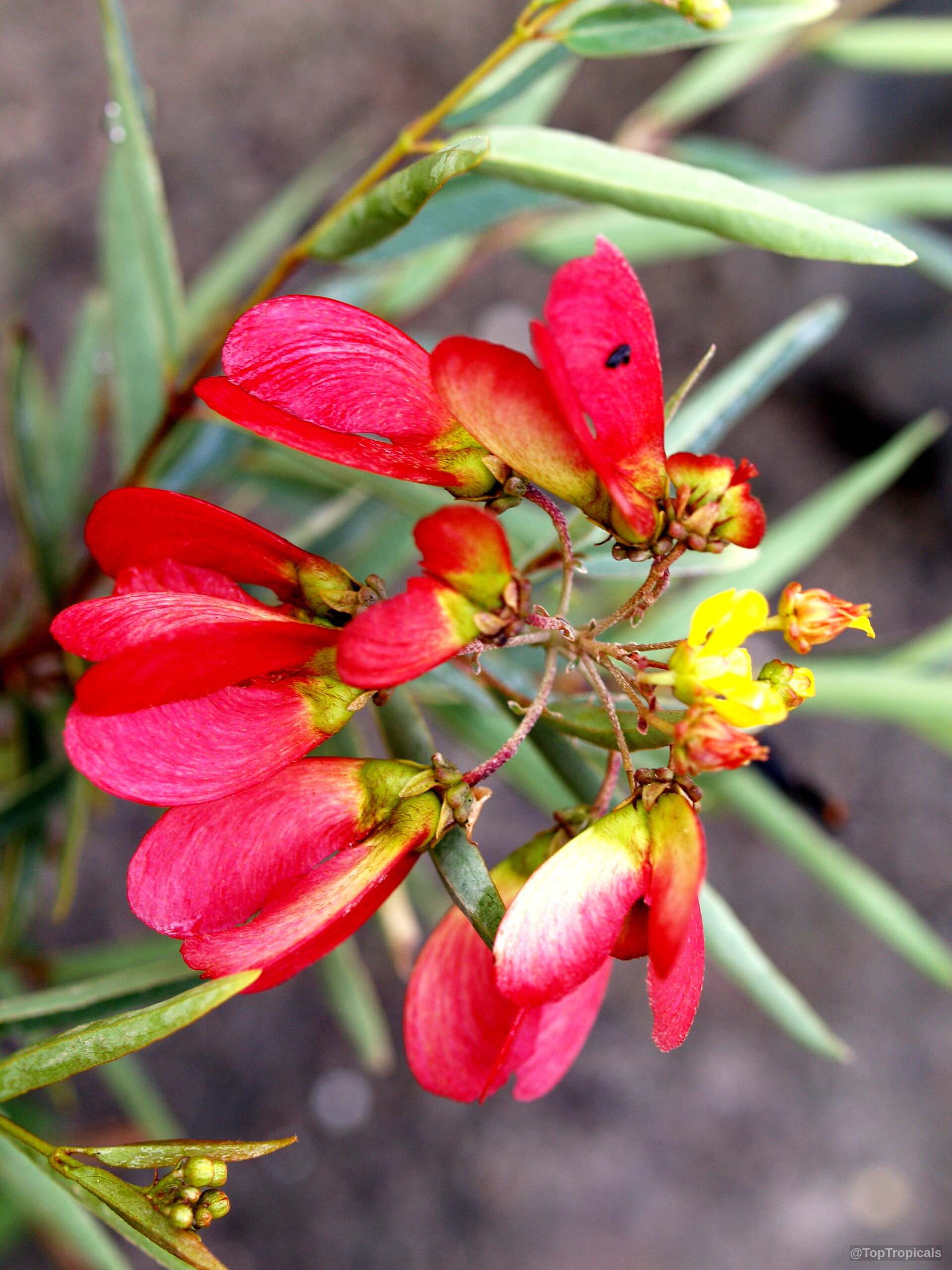 Heteropterys glabra (Mariposa) showing small yellow flower clusters surrounded by clusters of papery red fruit. Heteropterys glabra (Mariposa) red fruit and yellow flower in a close up plant photo.