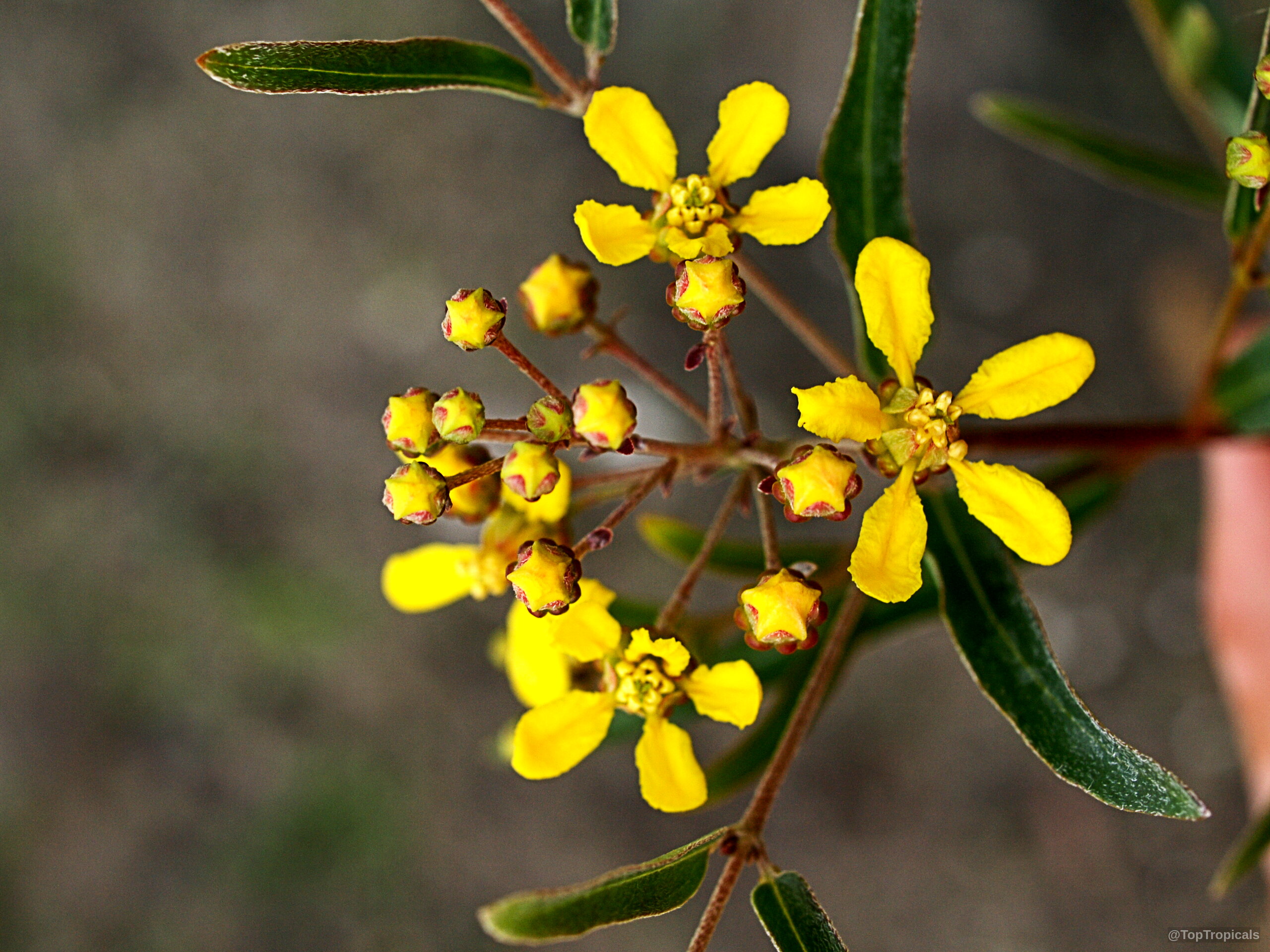 Heteropterys glabra (Mariposa) yellow flower clusters with green leaves attached to a thin brown stem. Heteropterys glabra (Mariposa) yellow flower clusters close up against slender green leaves on branch.