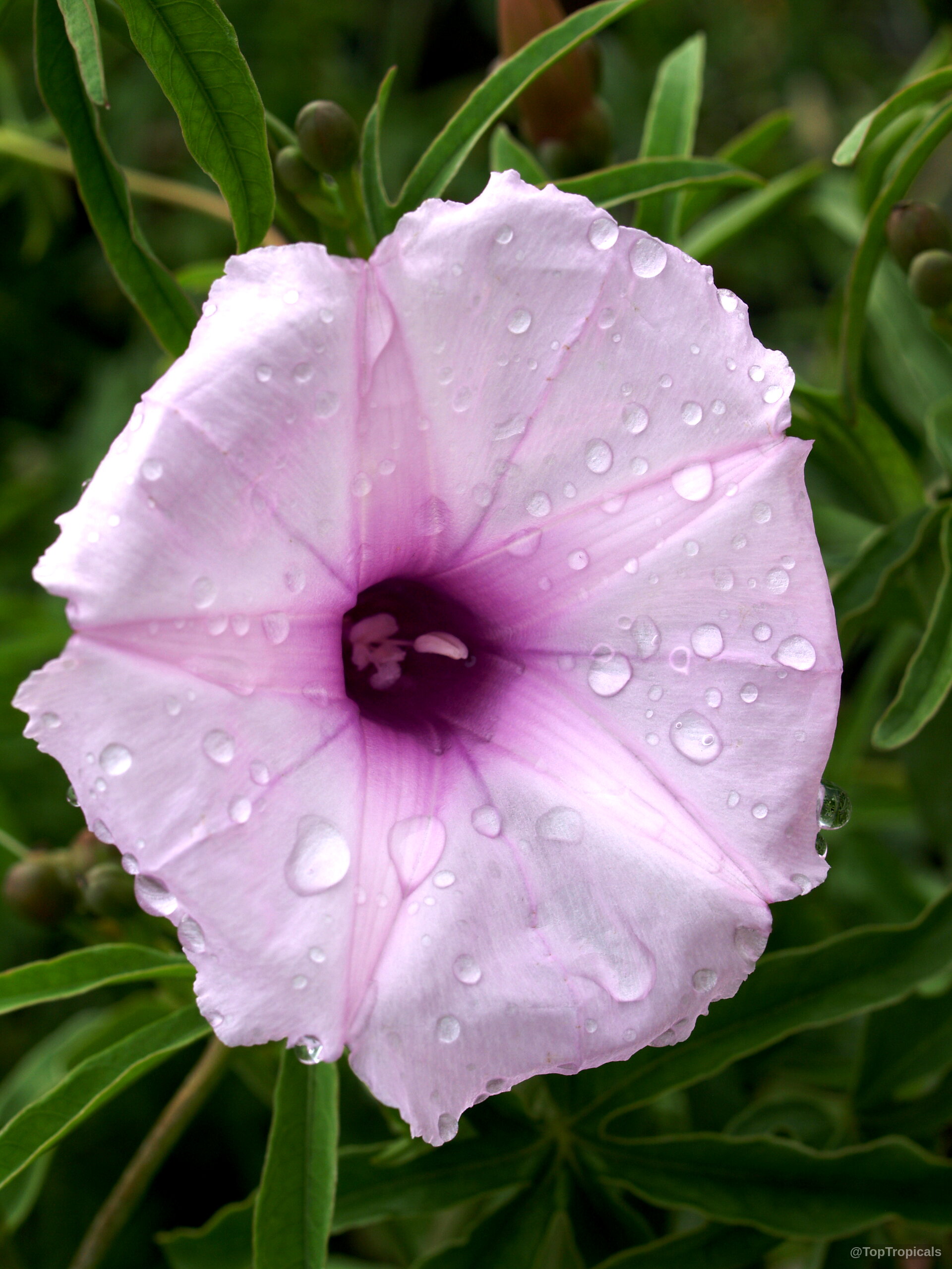Ipomoea platensis (Plata Ipomoea) flower with light pink petals and dark center covered in water Ipomoea platensis (Plata Ipomoea) light pink flower close up with water droplets on petals