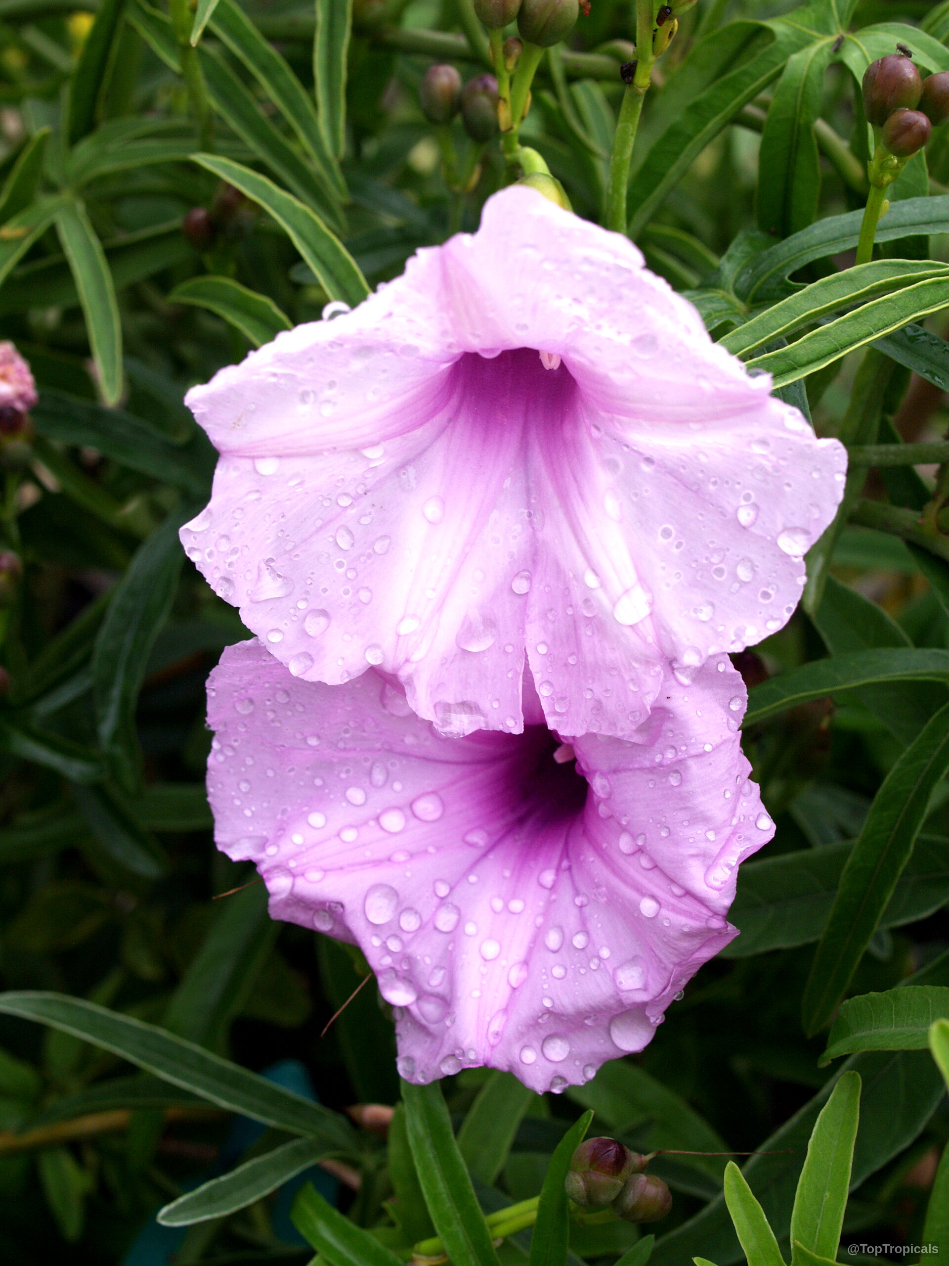 Ipomoea platensis (Plata Ipomoea) flower with damp petals nestled among narrow green leaves on stems Ipomoea platensis (Plata Ipomoea) soft pink flower close up with water drops on petals