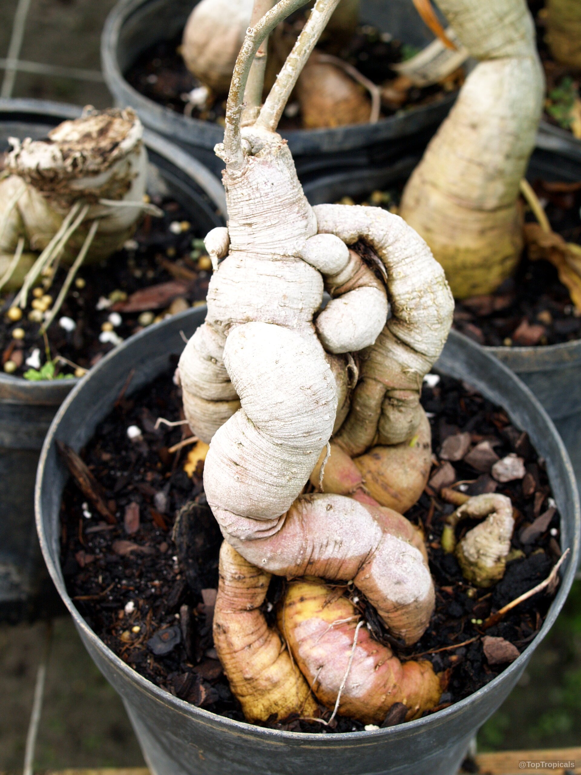 Ipomoea platensis (Plata Ipomoea) showing a thick tan twisted caudex growing in a plastic nursery pot. Ipomoea platensis (Plata Ipomoea) tan caudex plant with twisted stems in a black plastic container.