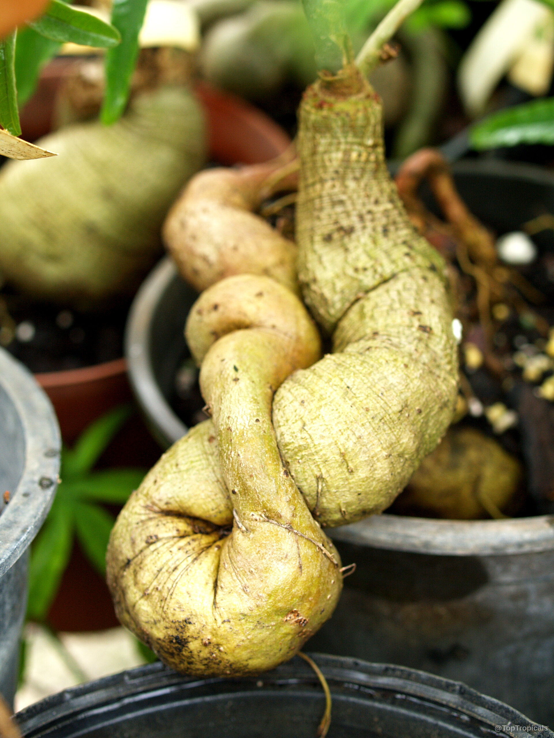 Ipomoea platensis (Plata Ipomoea) with a thick, winding green caudex sitting inside a plastic pot. Ipomoea platensis (Plata Ipomoea) thick green plant caudex in a close up portrait