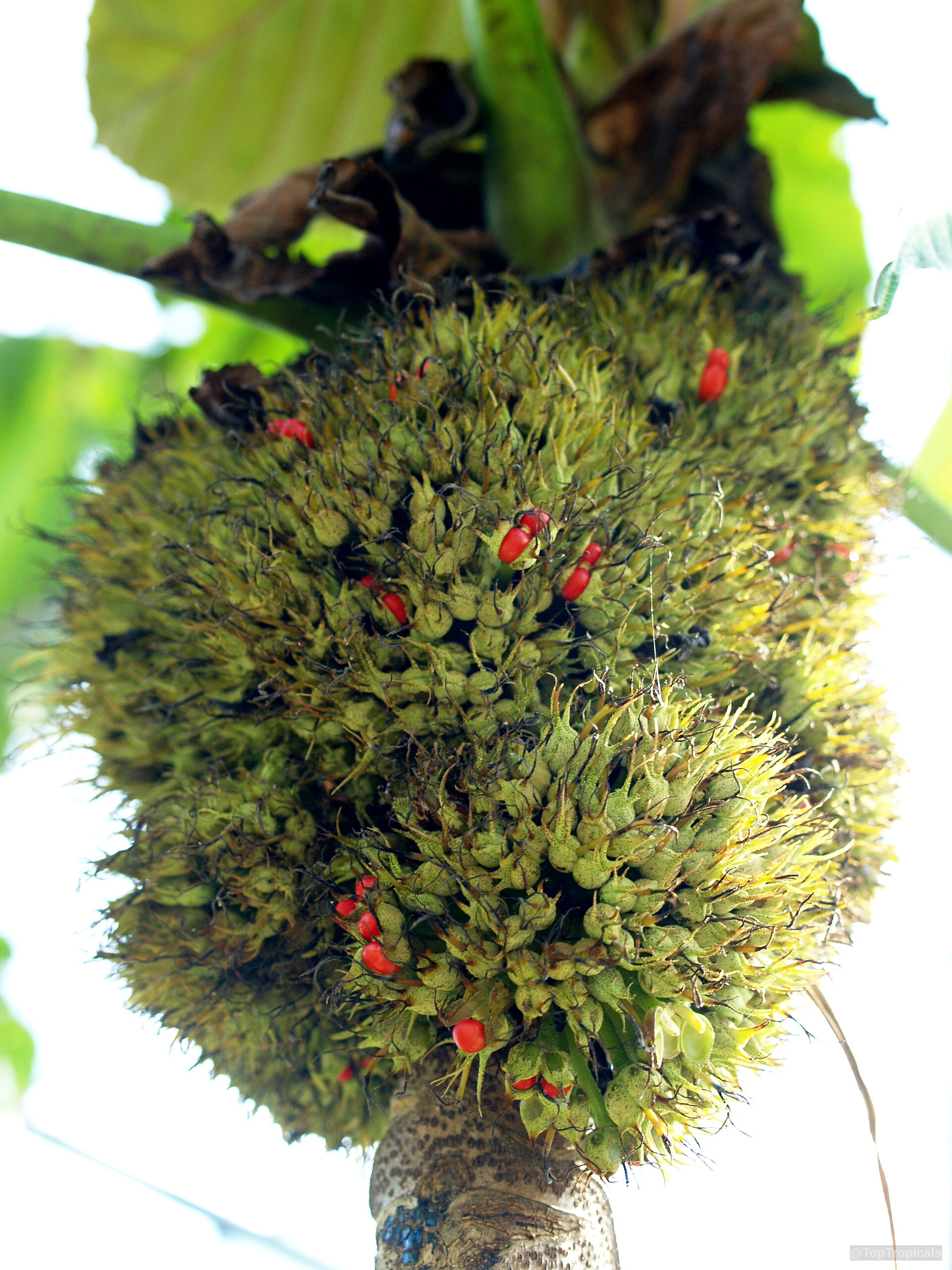 Macaranga grandifolia (Macaranga) green fruit clusters containing small red seeds on a thick woody stem. Macaranga grandifolia (Macaranga) green fruit close up with tiny red seeds scattered throughout cluster.