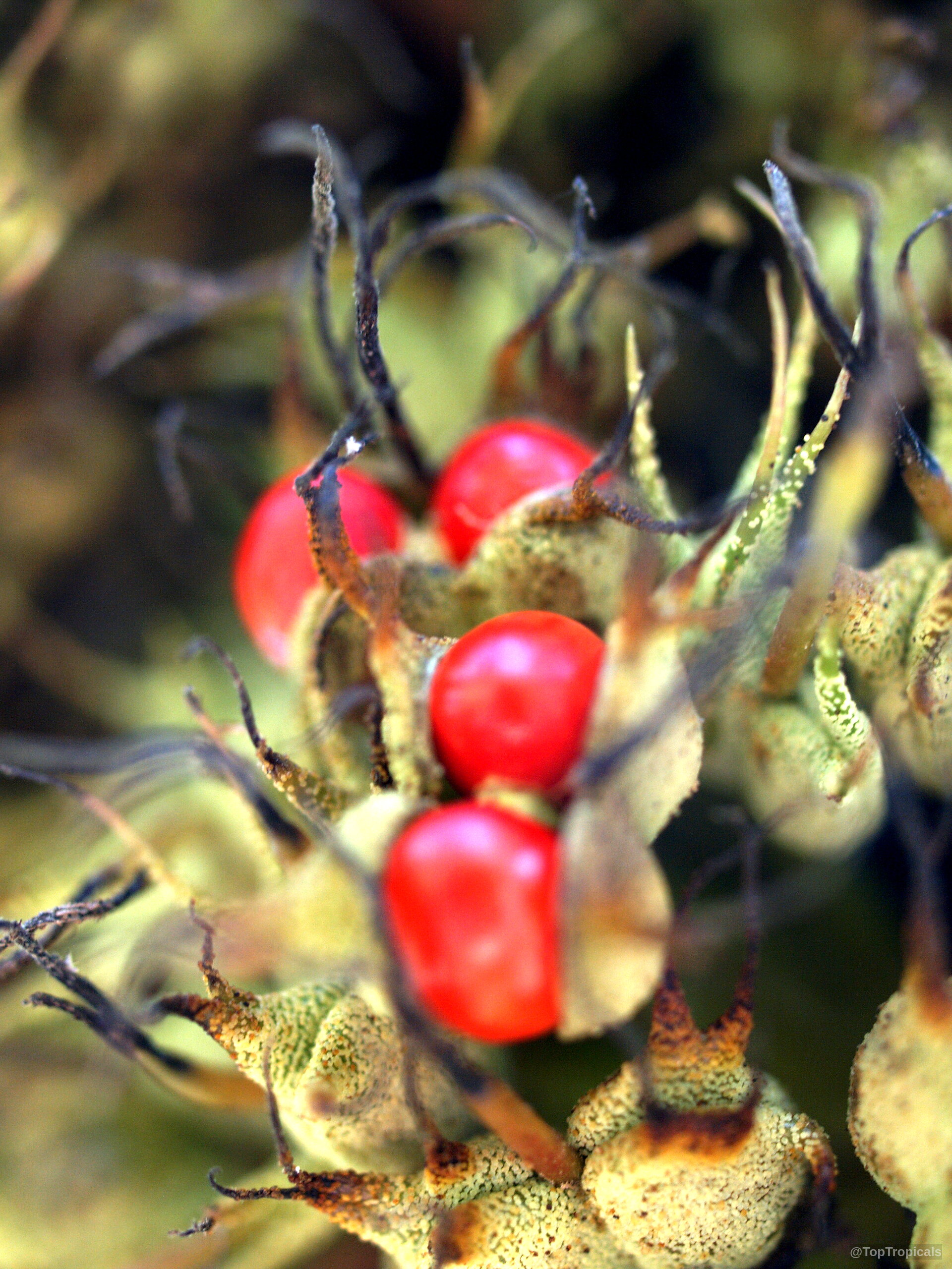 Macaranga grandifolia (Macaranga) with round red fruit nested among textured green parts. Macaranga grandifolia (Macaranga) red fruit close up with soft green textures.