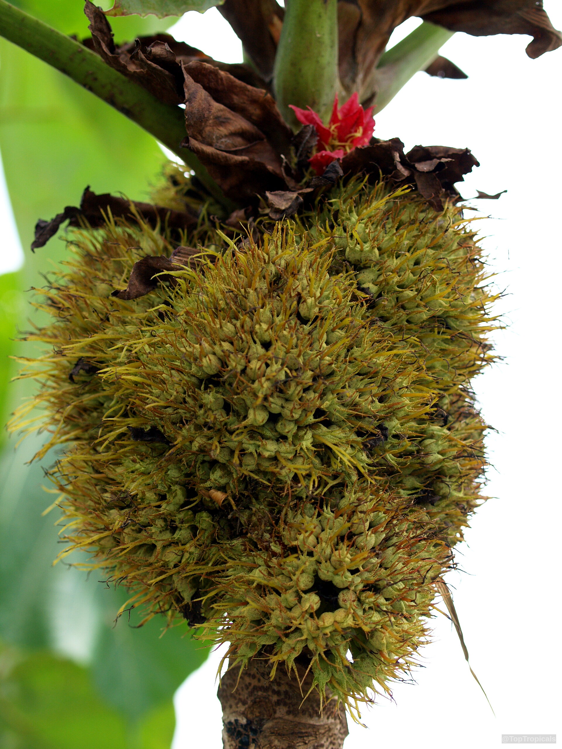 Macaranga grandifolia (Macaranga) with thick clusters of textured yellow fruit near red accents Macaranga grandifolia (Macaranga) yellow textured fruit in close up on a branch