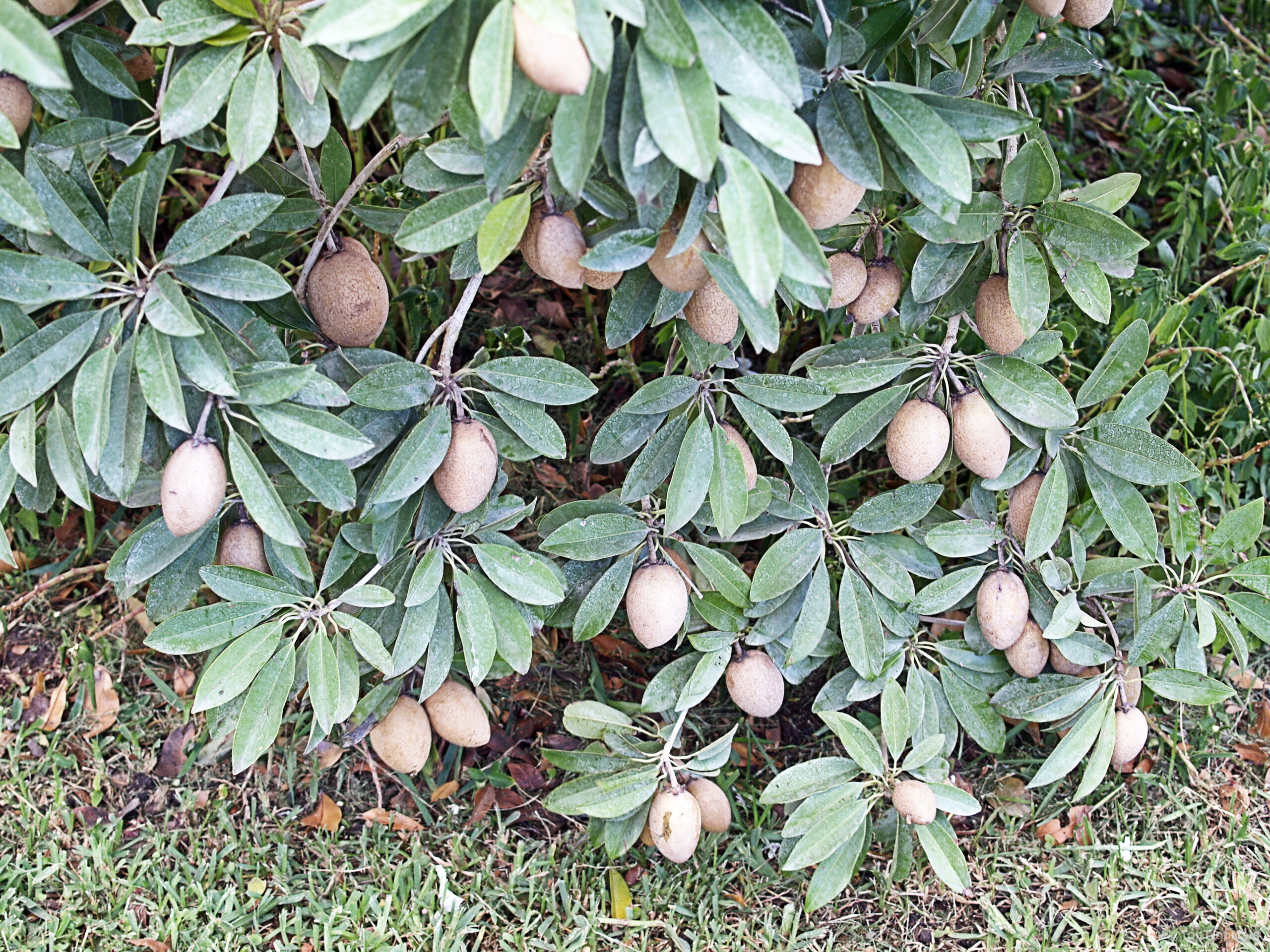 Manilkara zapota (Sapodilla) tree with many brown oval fruit ripening among thick green oval leaves Manilkara zapota (Sapodilla) plant with brown oval fruit and dense green foliage hanging on branches