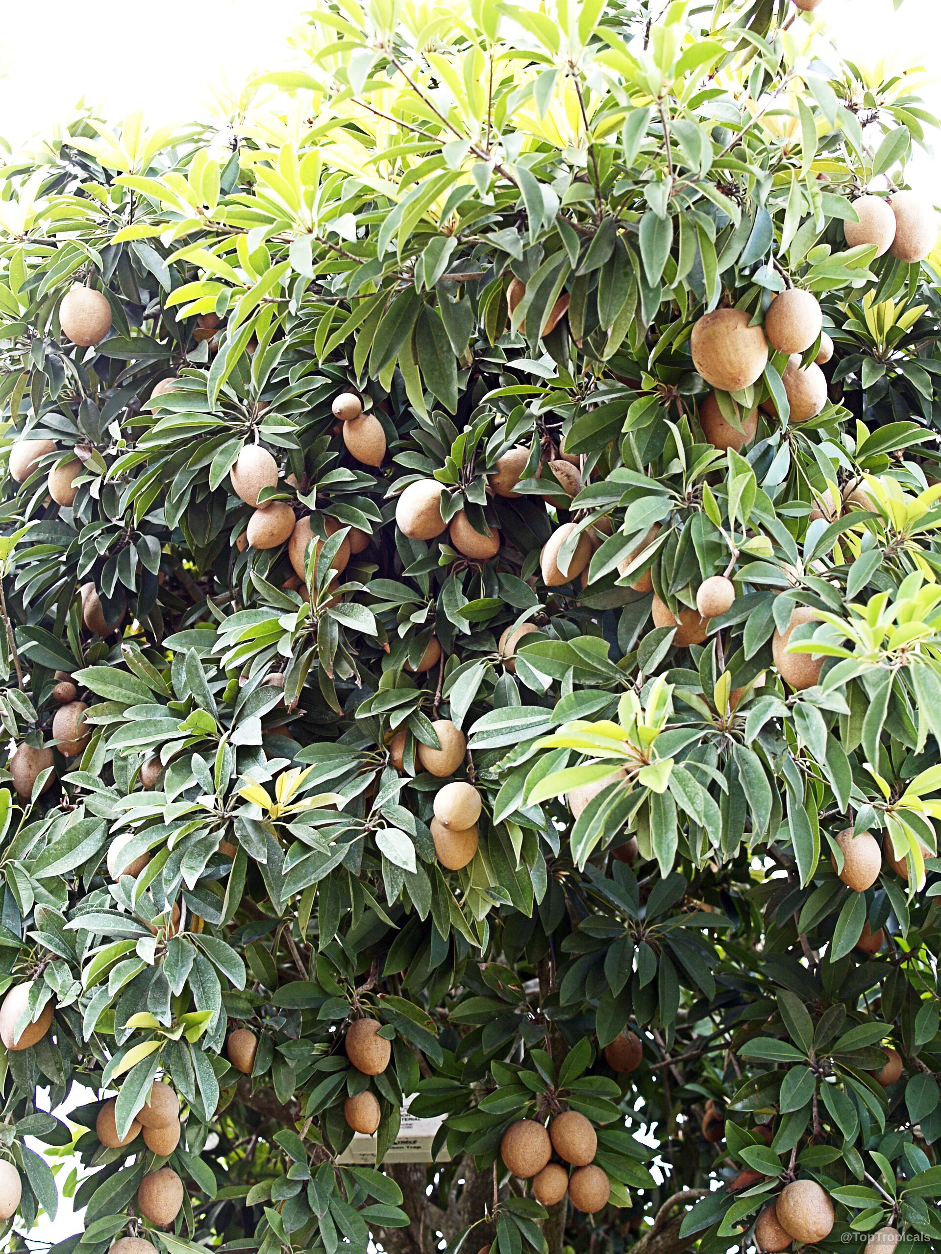 Manilkara zapota (Sapodilla) tree heavily laden with many round brown fruit nestled among green foliage. Manilkara zapota (Sapodilla) tree with round brown fruit and lush green oval foliage throughout branches.