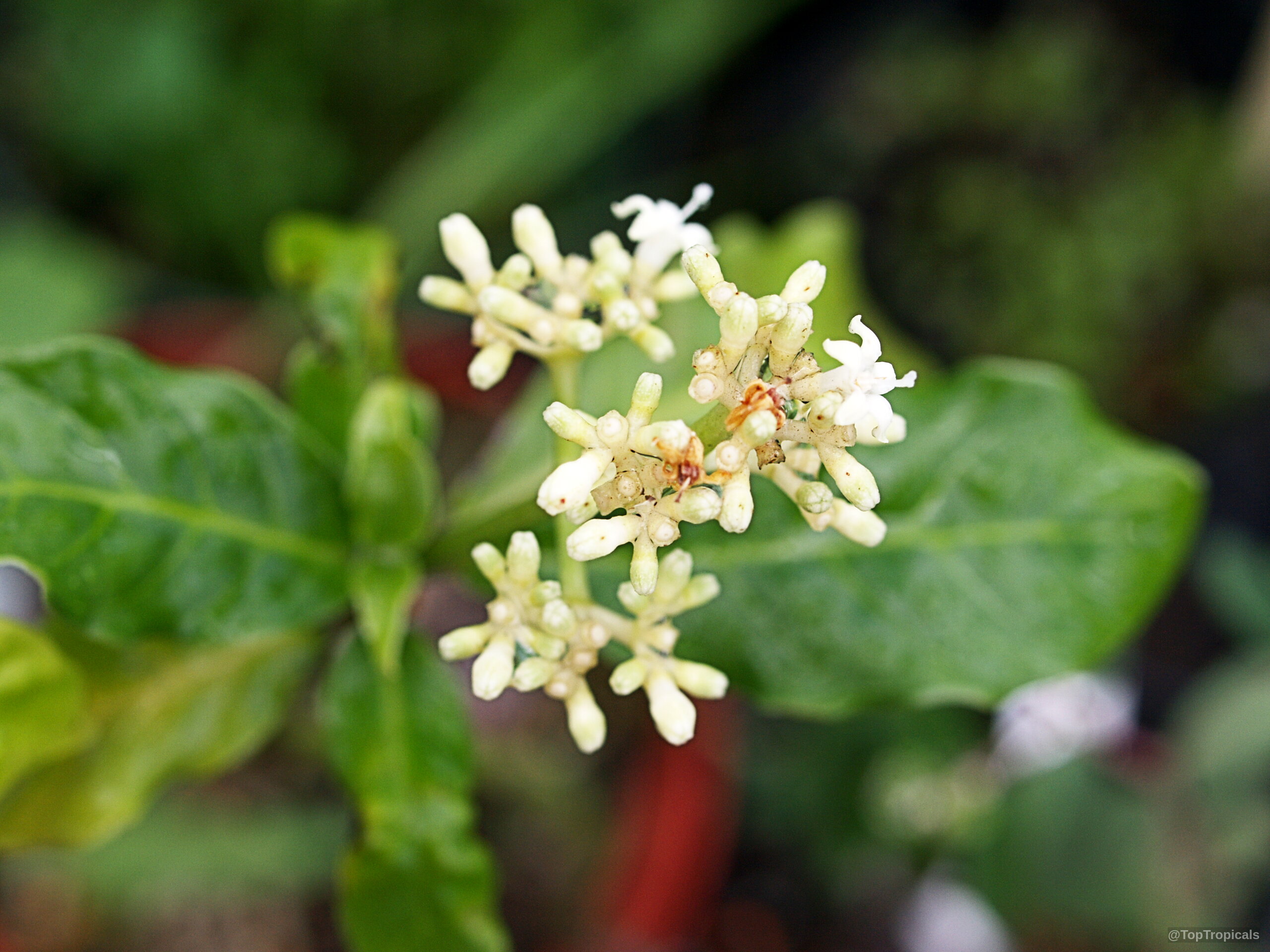 Psychotria ipecacuanha (Ipecacuanha) white flower close up on green leaves