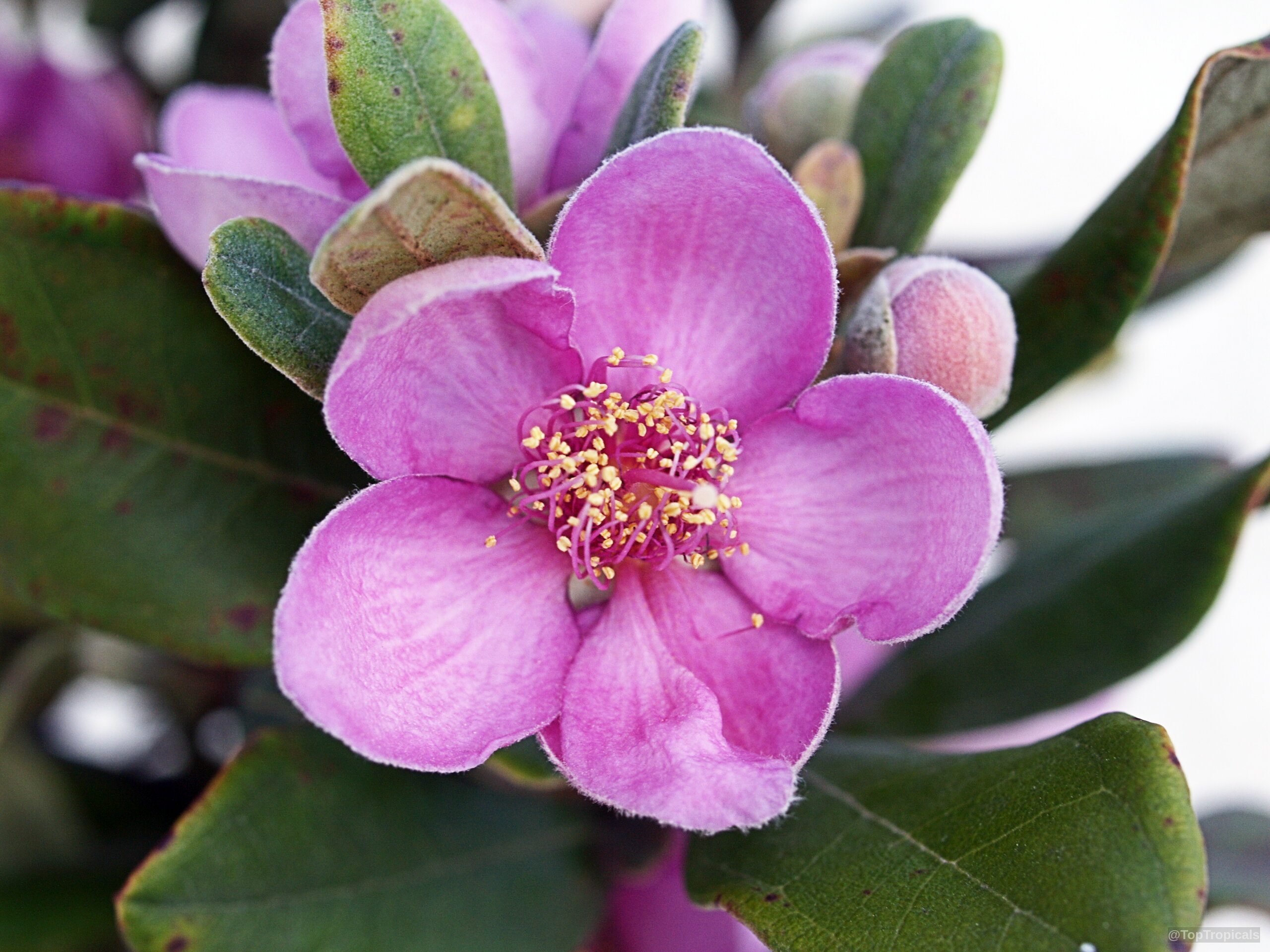 Rhodomyrtus tomentosa (Rose Myrtle) pink flower with yellow center and soft oval green leaves. Rhodomyrtus tomentosa (Rose Myrtle) pink flower close up with green leaves in background.