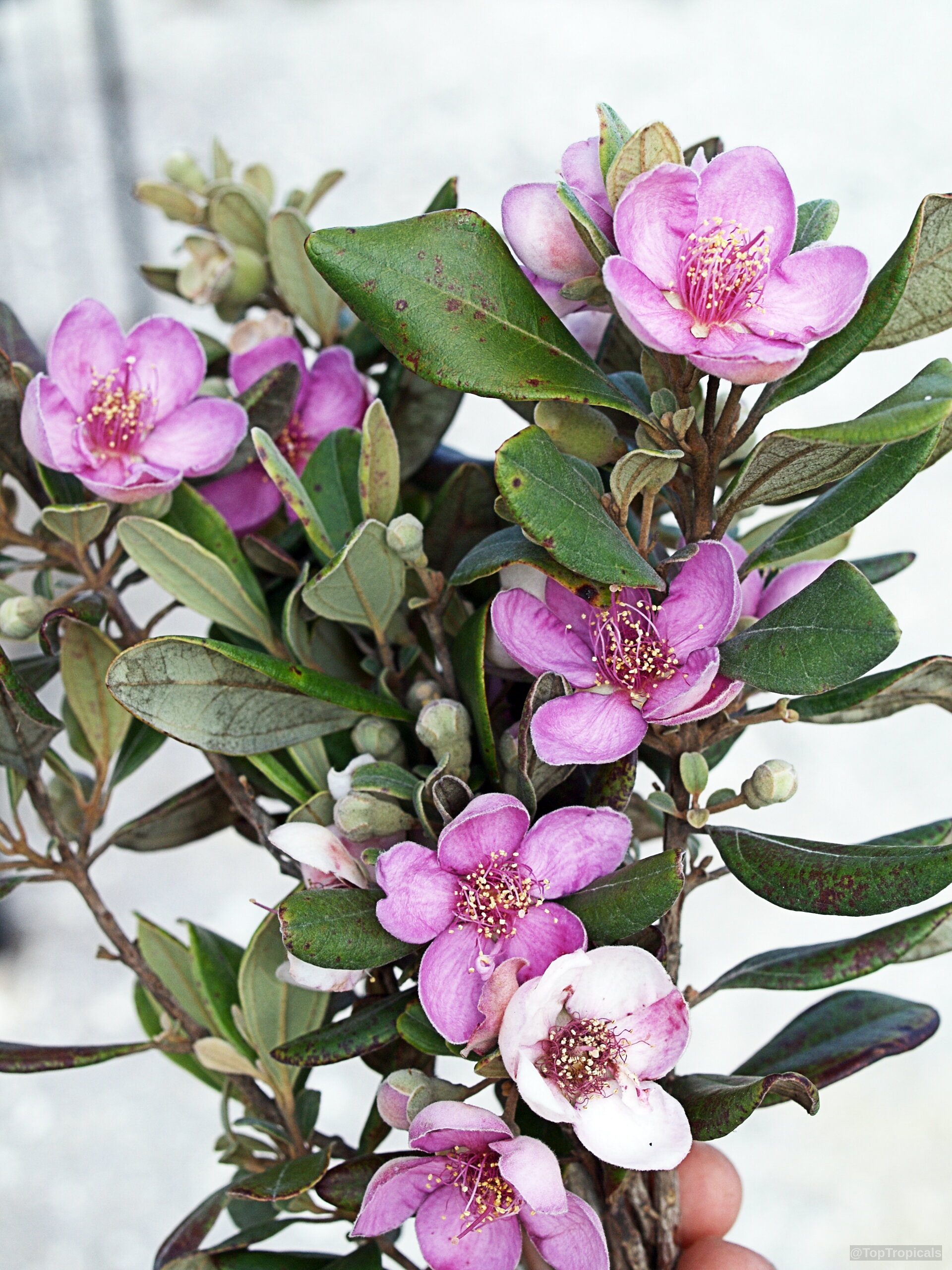 Rhodomyrtus tomentosa (Rose Myrtle) pink flower with green leaves and rounded buds on branches. Rhodomyrtus tomentosa (Rose Myrtle) pink flower close up on green leaves branch