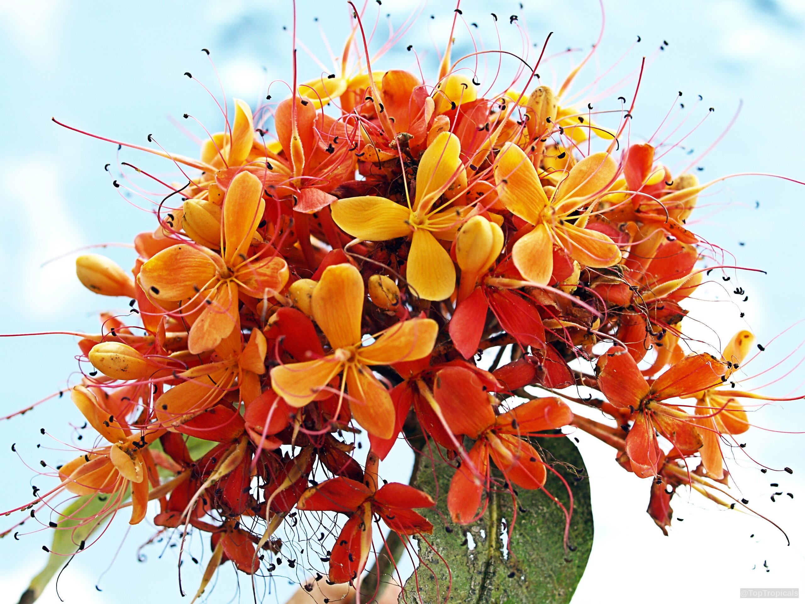 Saraca indica (Ashoka Tree) flower cluster with orange petals and thin stamens reaching outward Saraca indica (Ashoka Tree) orange flower cluster close up with delicate long thin stamens